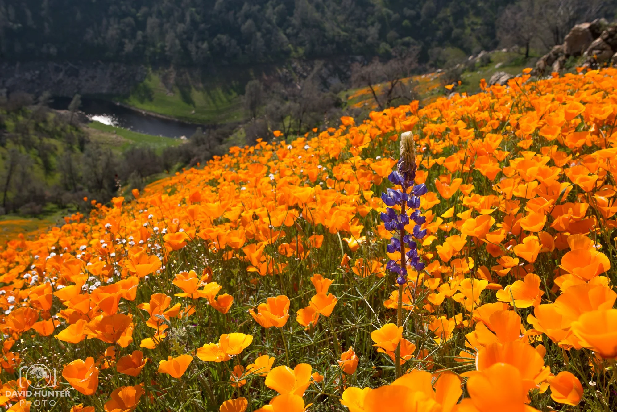 Finegold Creek Poppy Bloom