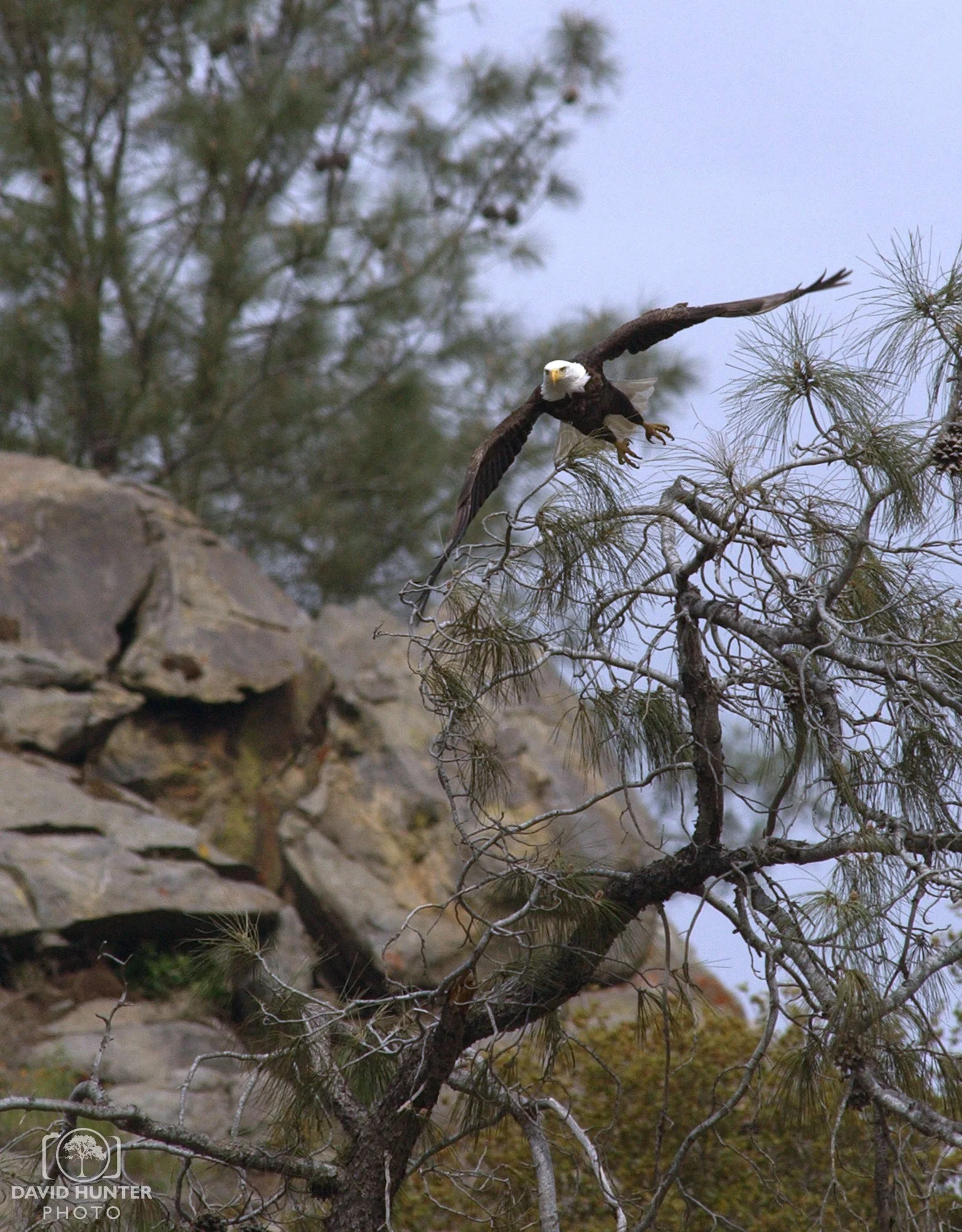 Bald Eagle-Millerton Lake