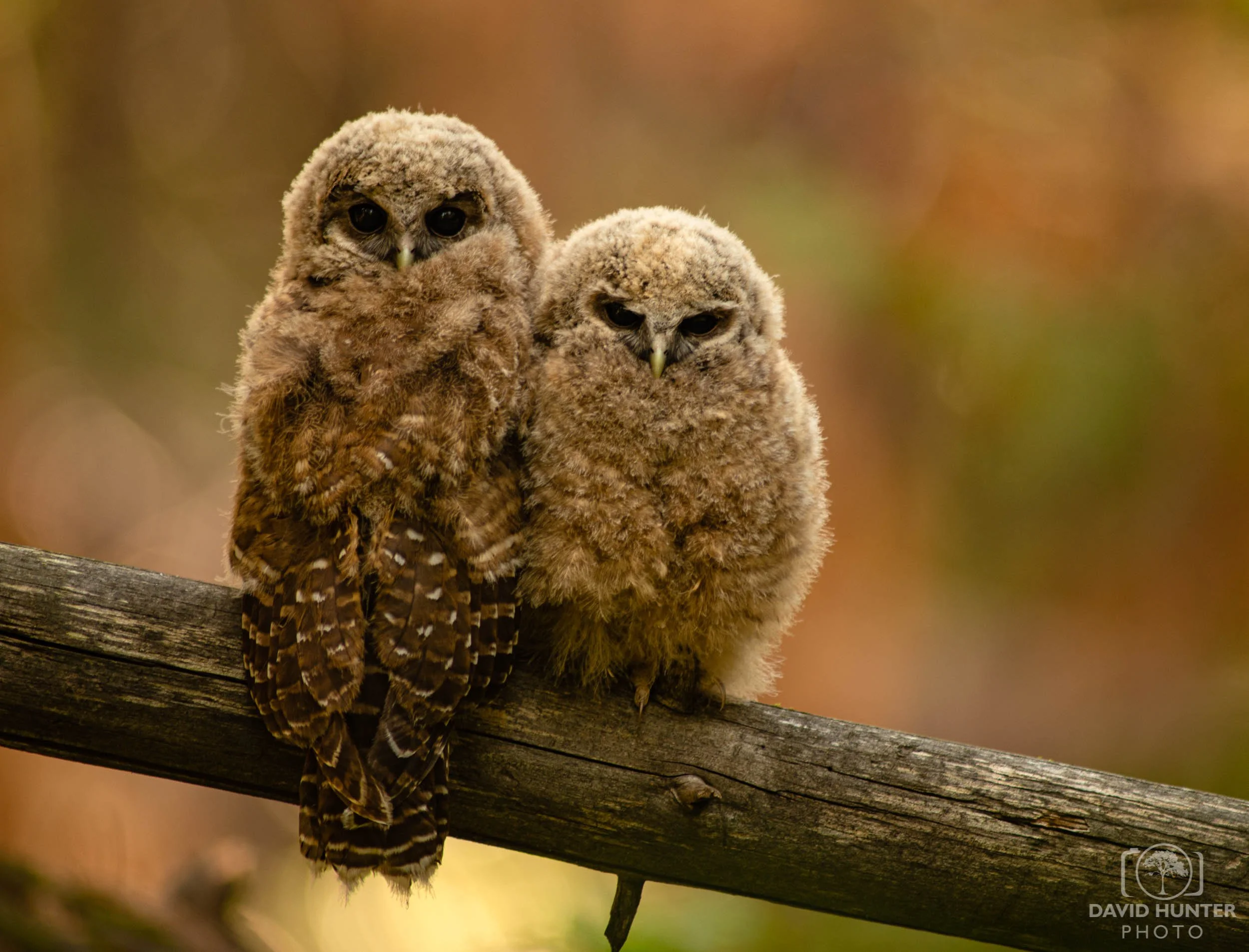 Comfort Owls
