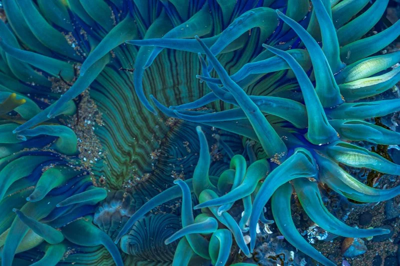 Ocean 7