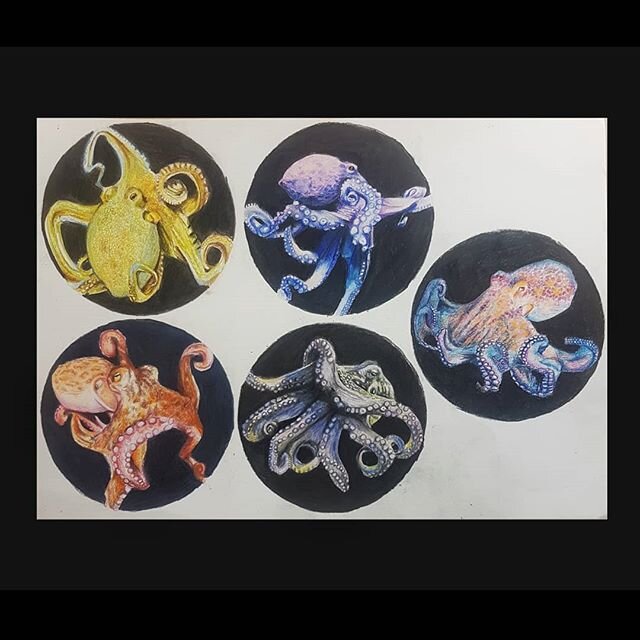 Five little eight legged friends. Do you have a favourite?

#oceancreatures #oceandweller #oceanminded_arts #ocean🌊 #deepdive #deepsea #octopus #octopusart #octopus🐙 #octopusdrawing #diving #seacreatures #sealife #oceanlife #oceanlove #pencilartwor