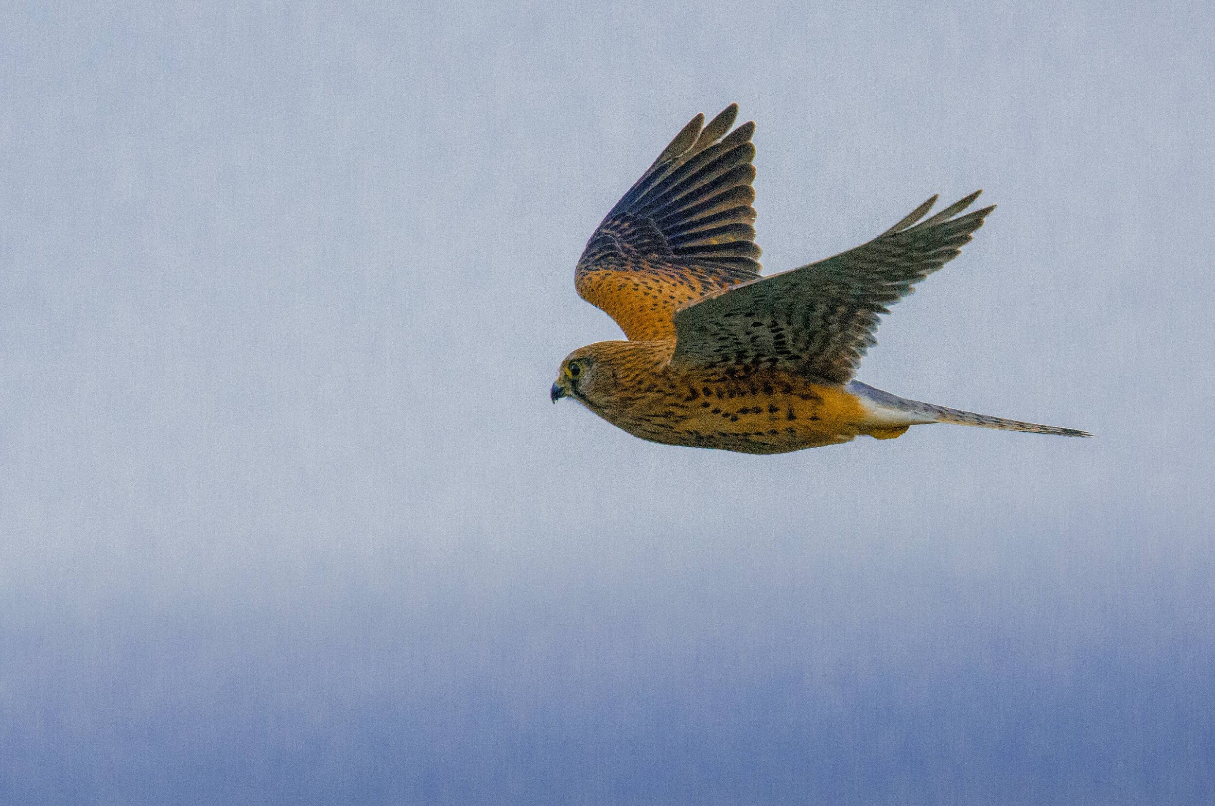 Kestrel-in-flight.jpg