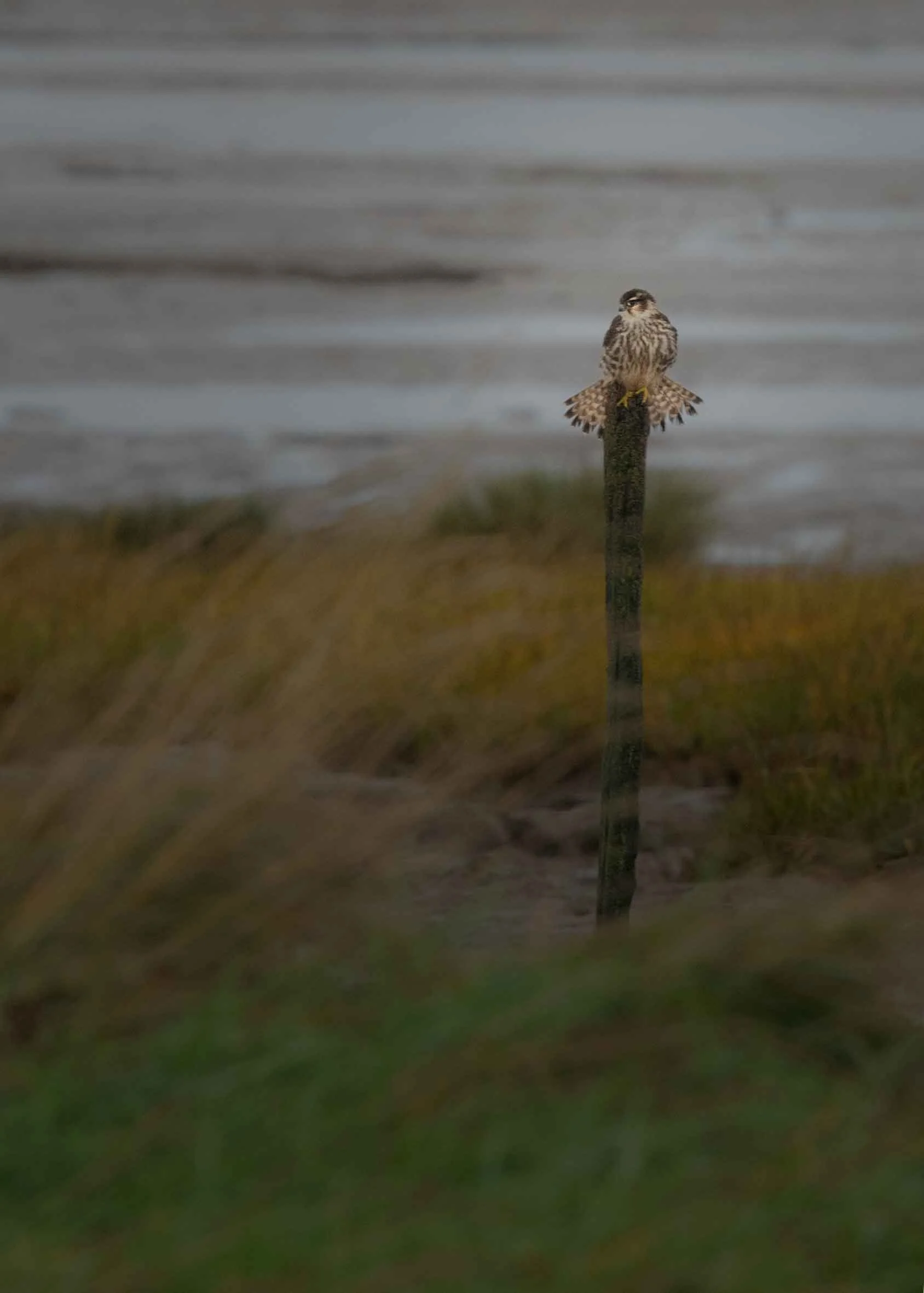 Hobby-hunting-on-the-Severn-Estuary.jpg