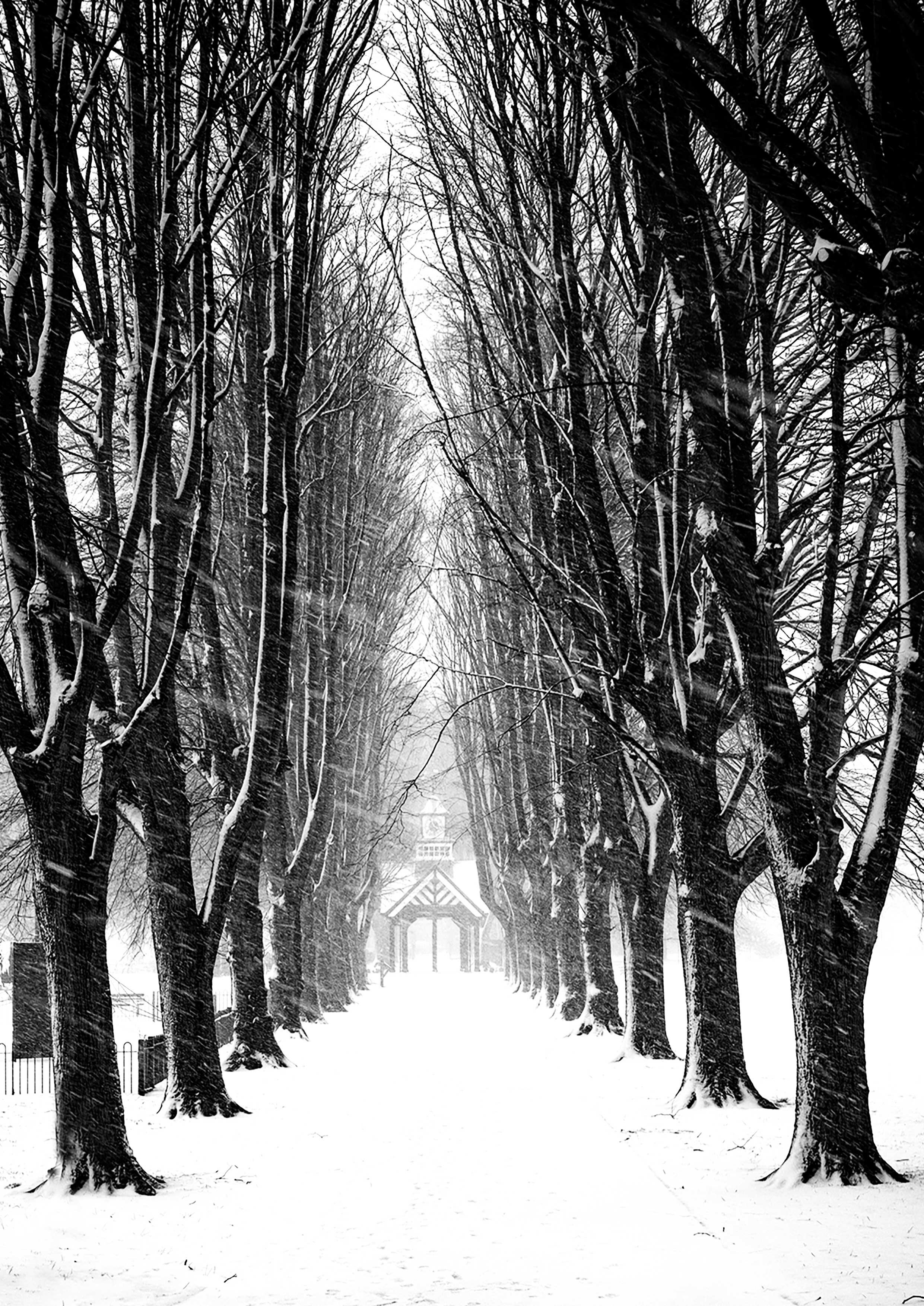 Page-Park_avenue-of-trees.jpg