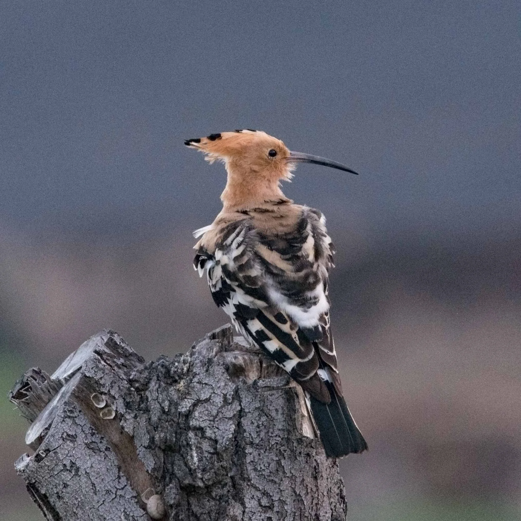 Hoopoe.jpg