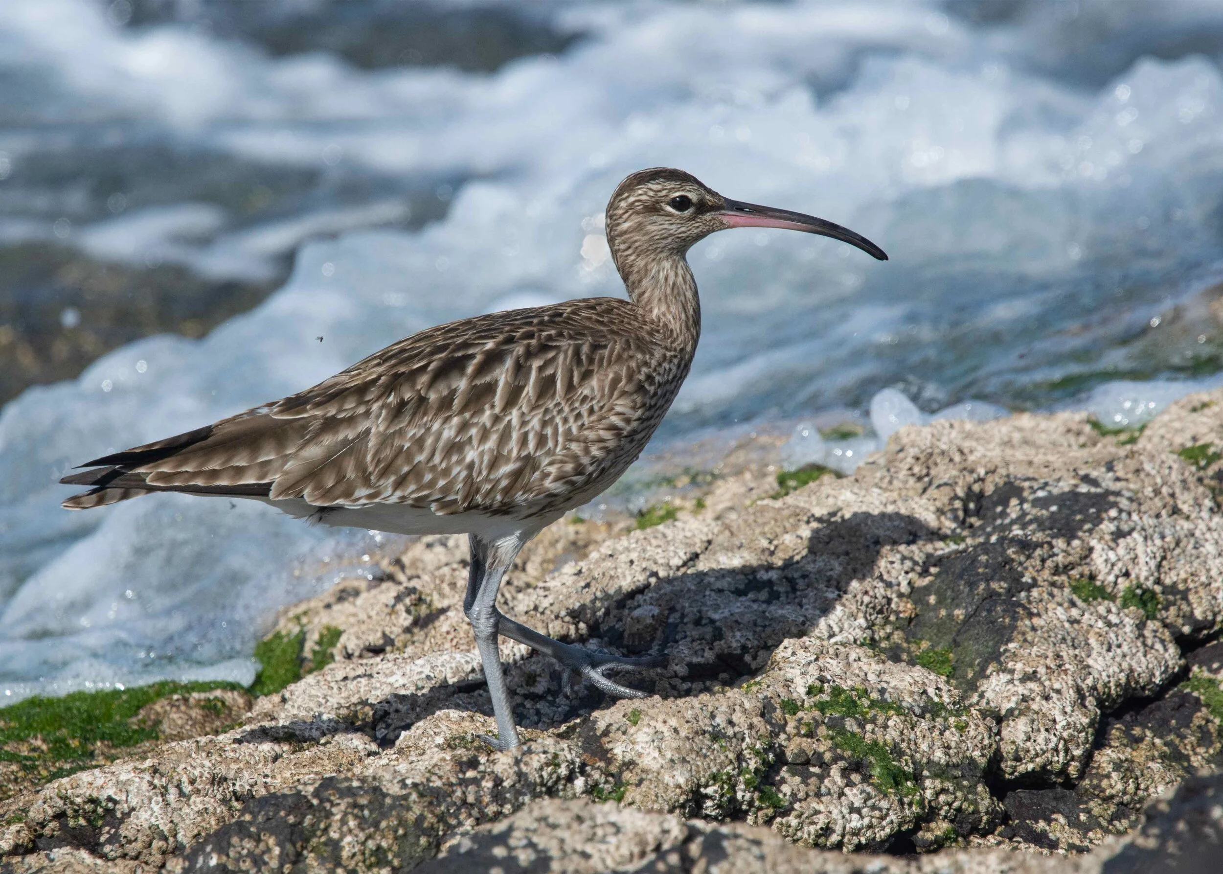 Two-Flies-and-a-Curlew.jpg