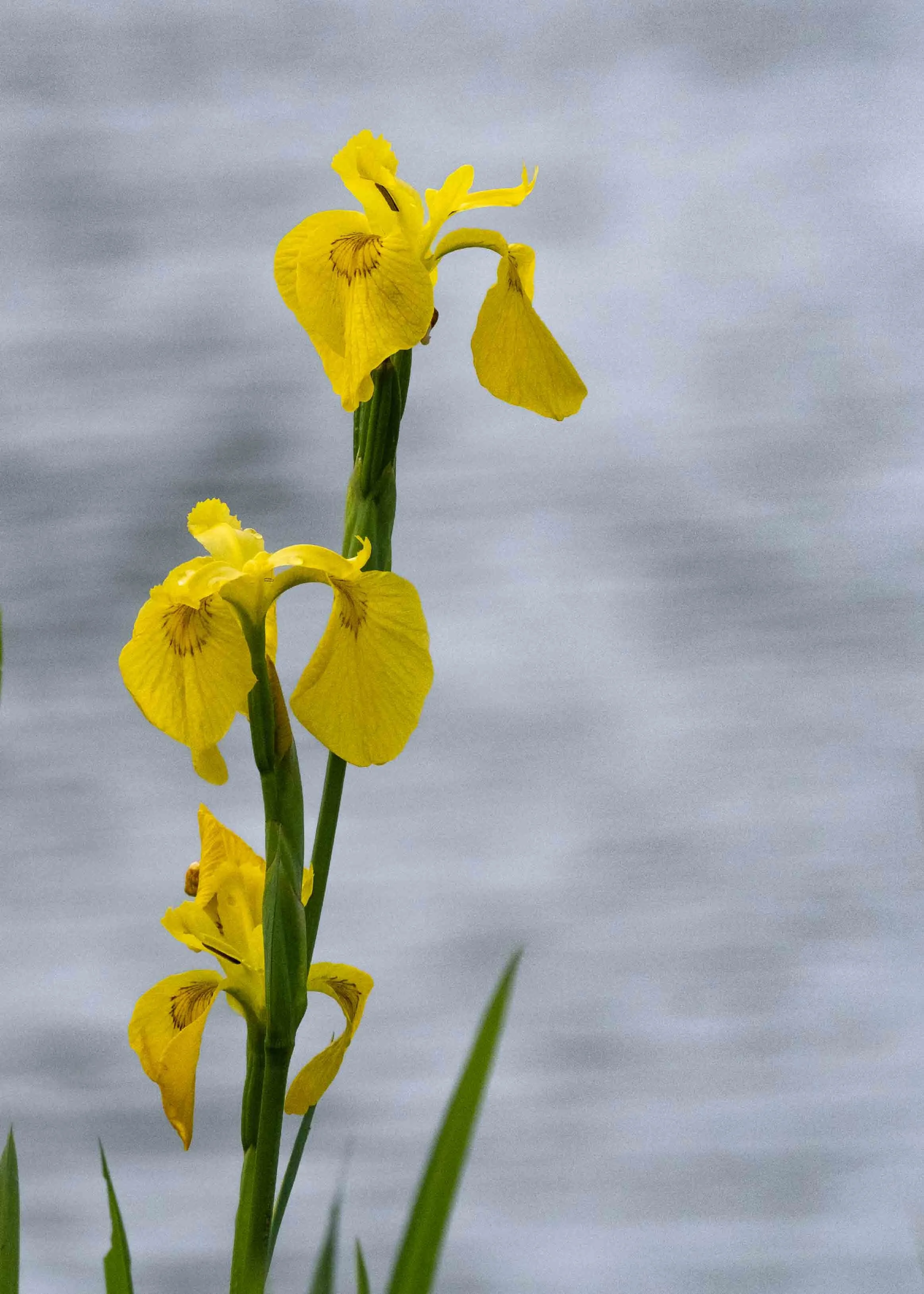 2_Yellow-Flag-Iris.jpg