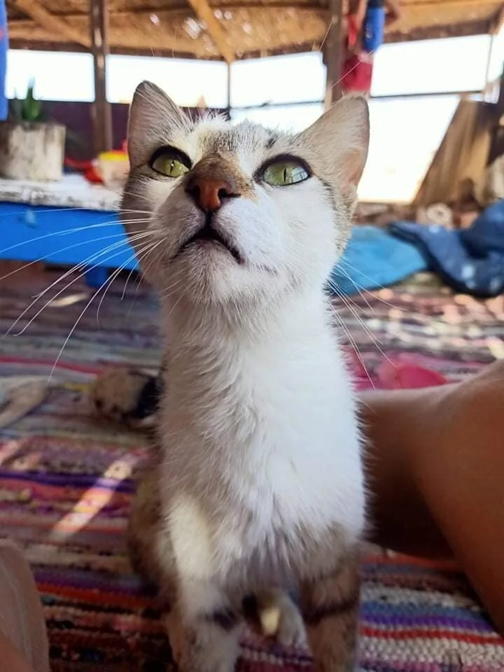 cat-abu-galum-dahab.jpg