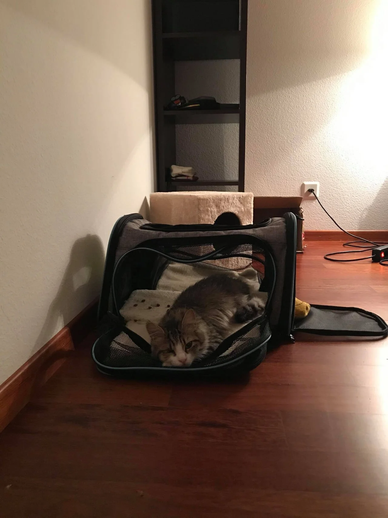 Dahab Cat Playing in her Carrier