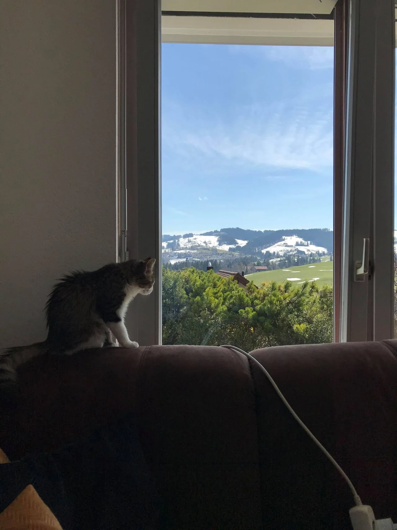 Dahab Cat Admiring the View in Switzerland