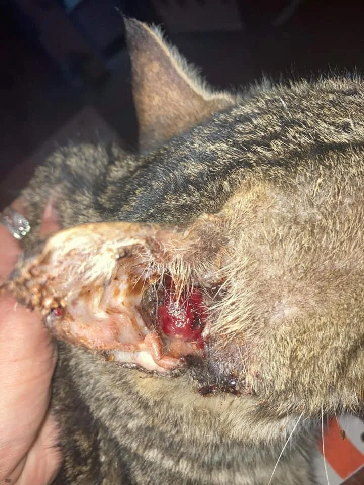 Dahab Cat with a Bloody Ear