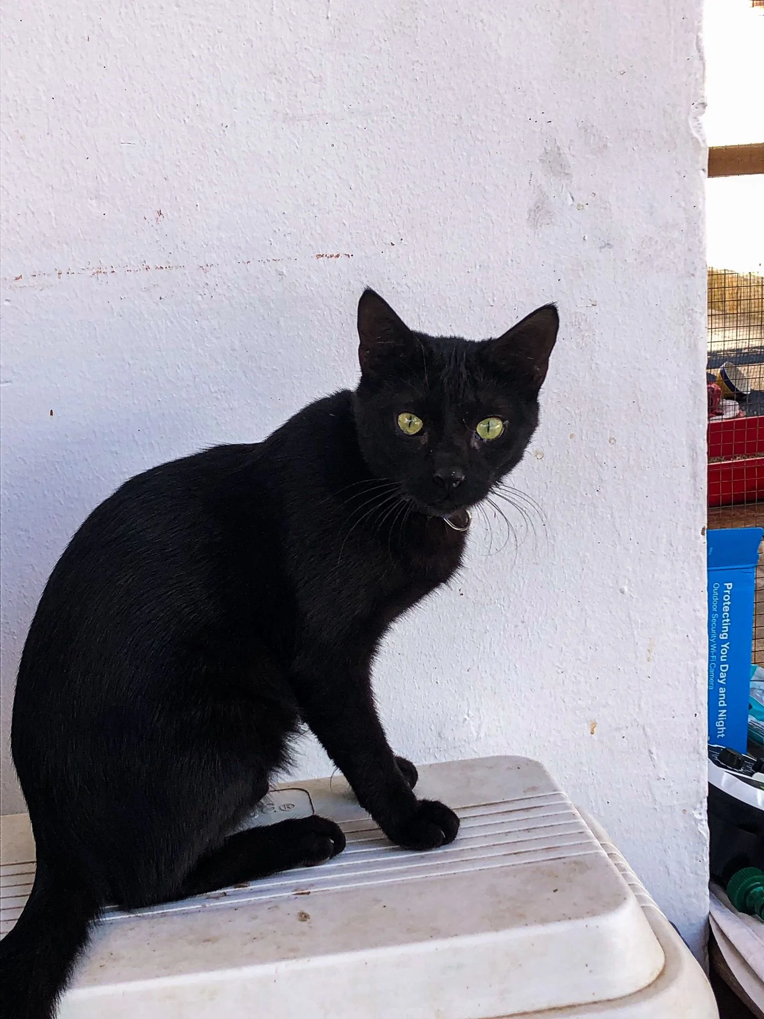 Dahab Black Cat Ali (Copy)