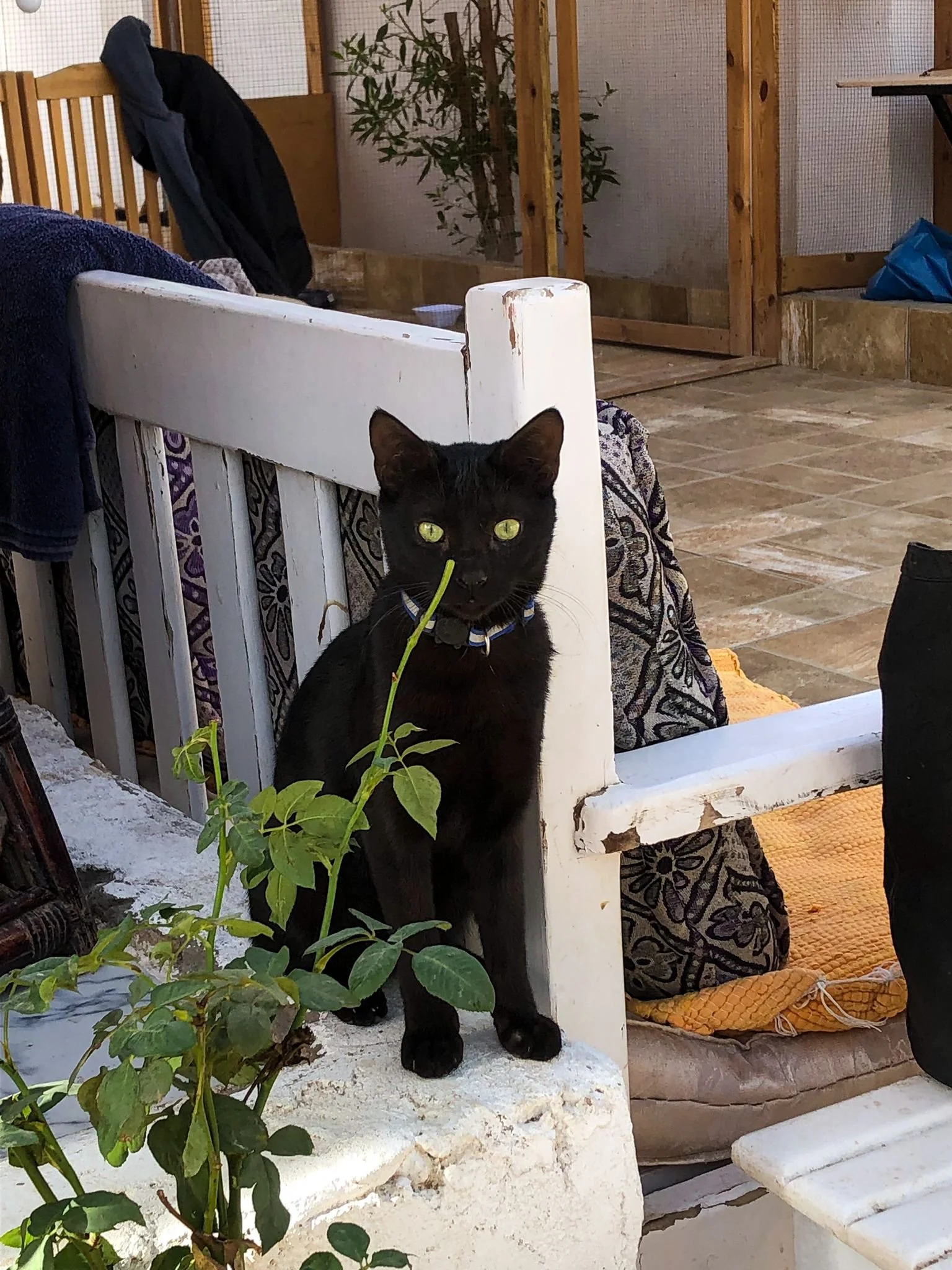 Black Dahab Cat Ali (Copy)