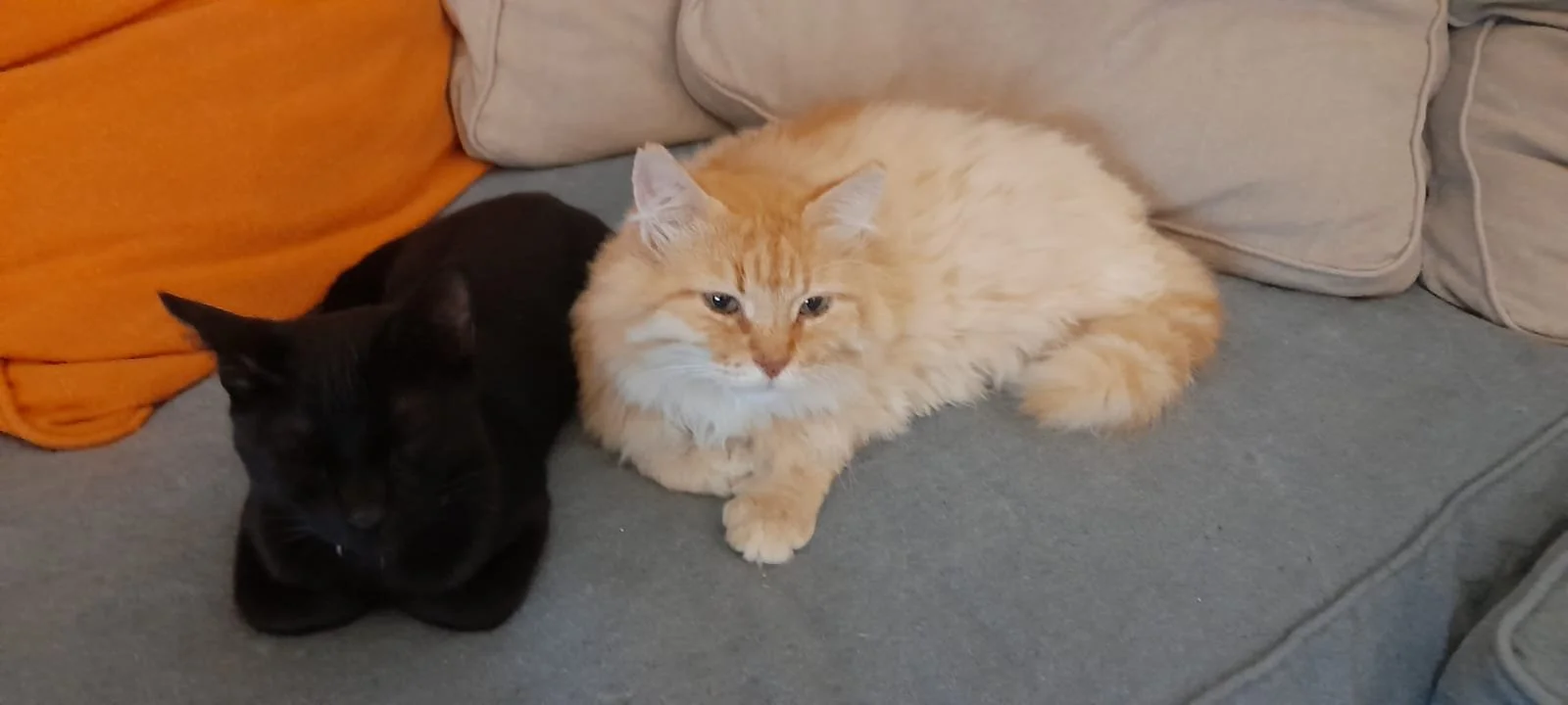 Ginger Cat Marmalade and Black Cat Ali (Copy)