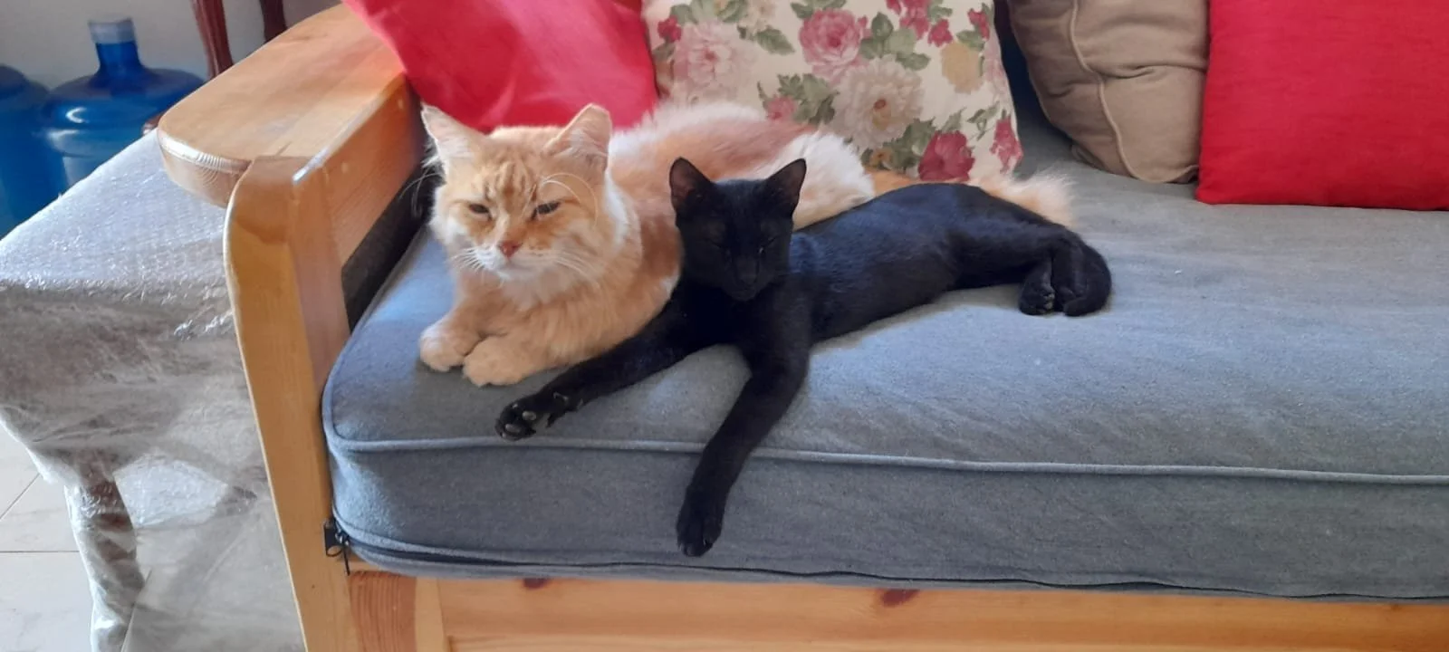Fluffy Ginger Marmalade and Black Cat Ali (Copy)