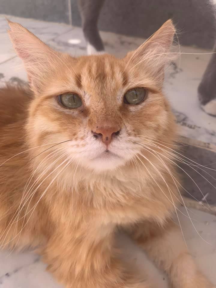 Marmalade Dahab Cat for Adoption