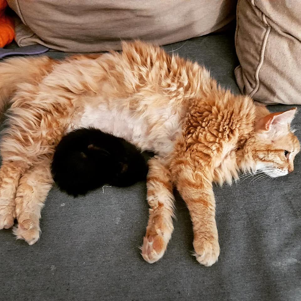 Dahab Cat Marmalade and Kitten Ali