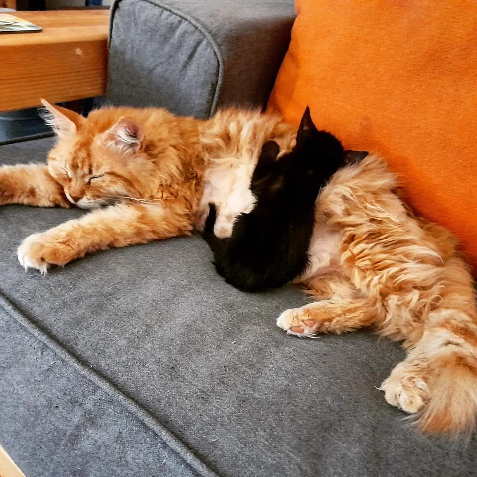 Ginger Cat Sleeping with a Black Kitten