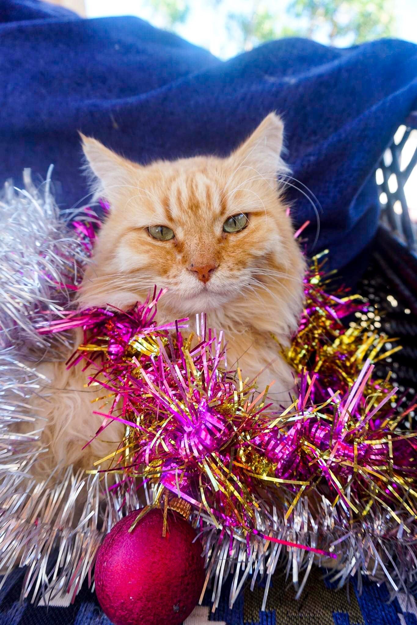 Dahab Cat Marmalade at Christmas