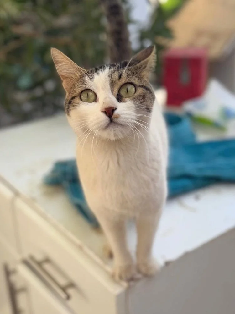 Phoebe (F)