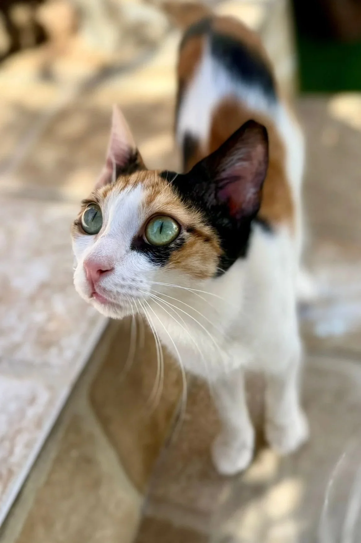 Afbeelding van WhatsApp op 2025-11-08 om 09.24.15_0668a22f.jpg