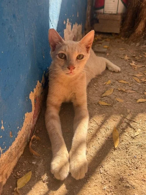 Dahab (M)
