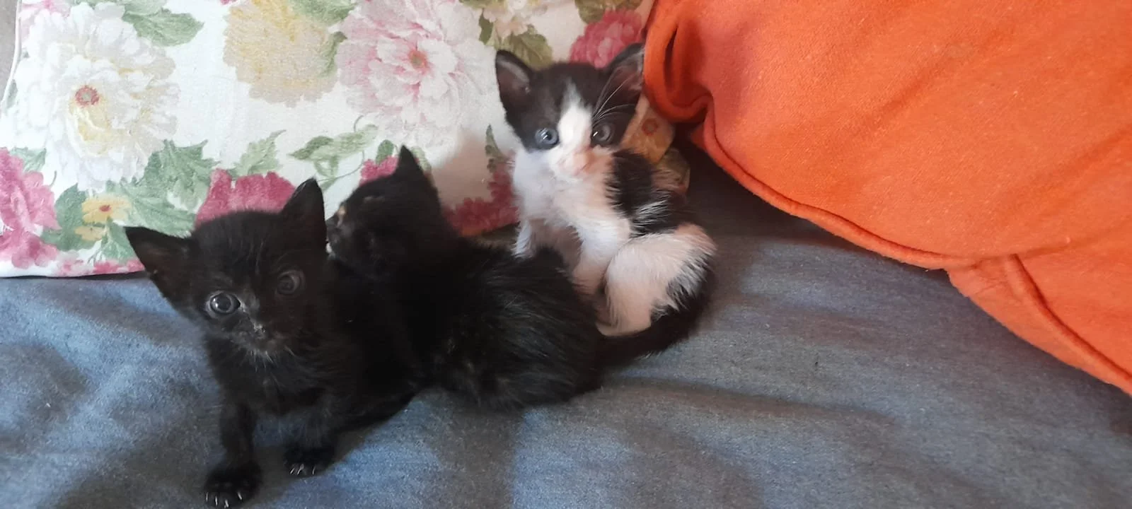 Kittens Playing on Cushions