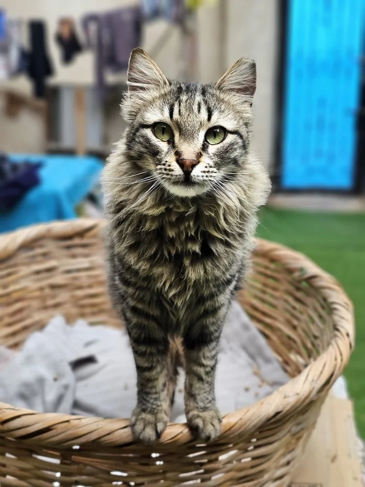 Finn (M)