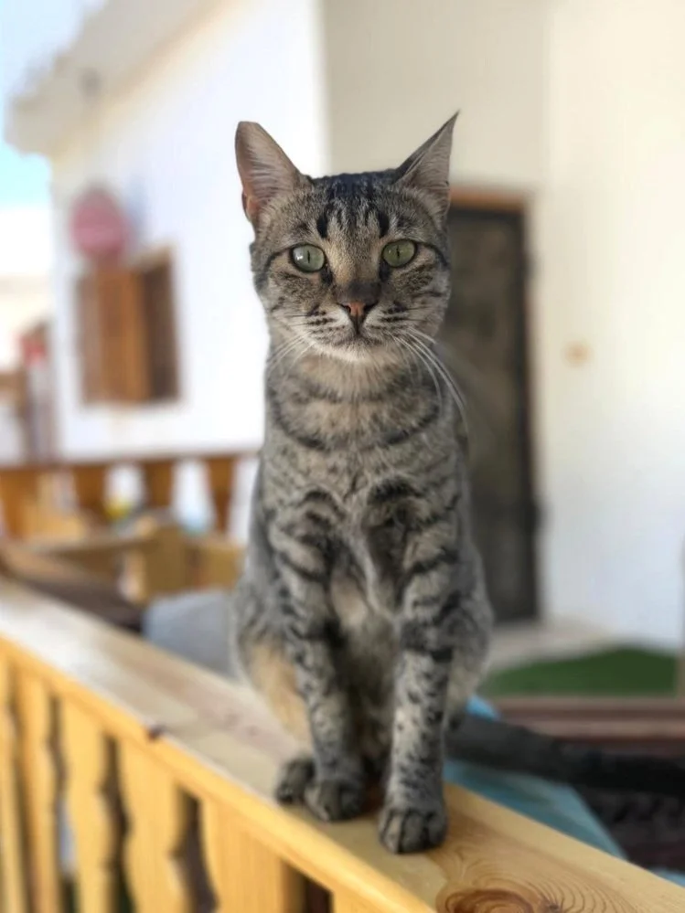 Oliver (M)