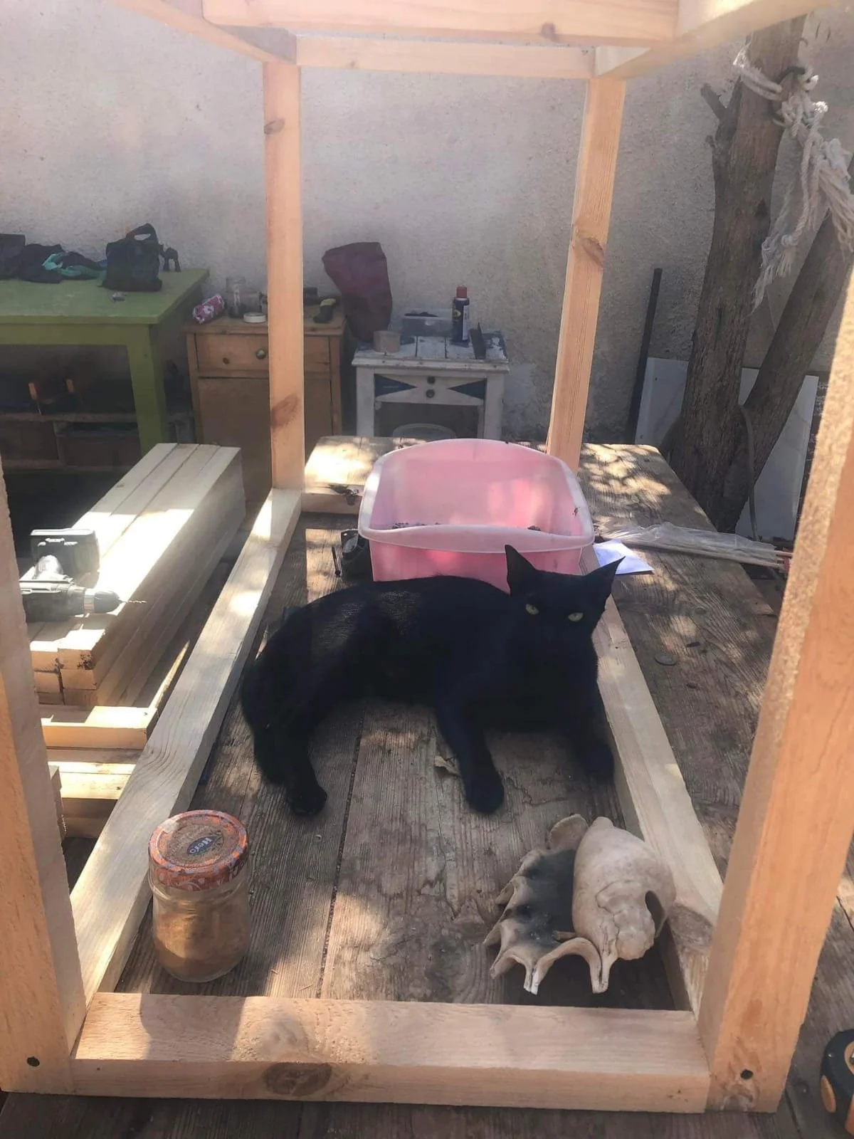 Black cat lying in a new build cat pen