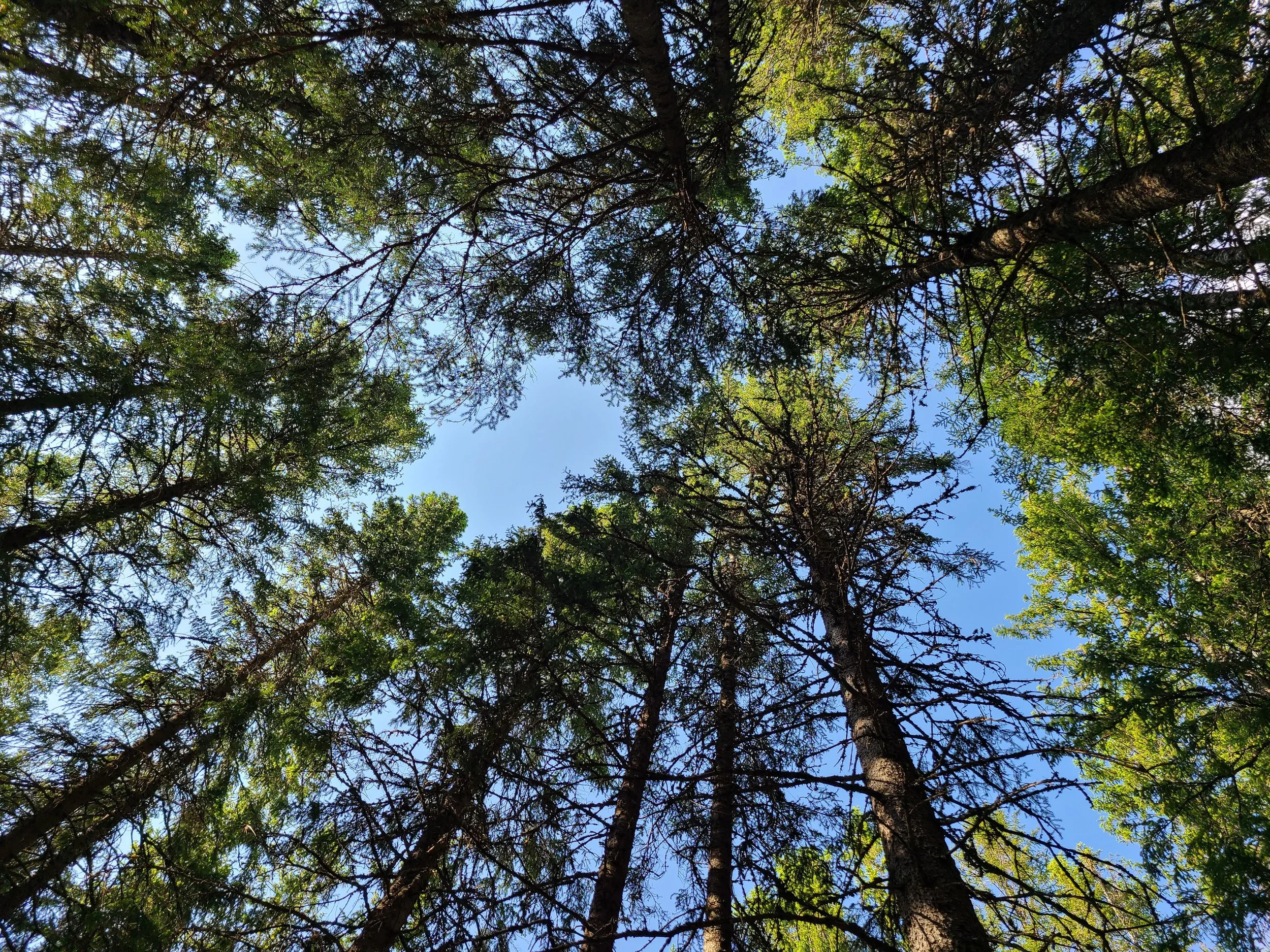 Circle of Treetops.jpg