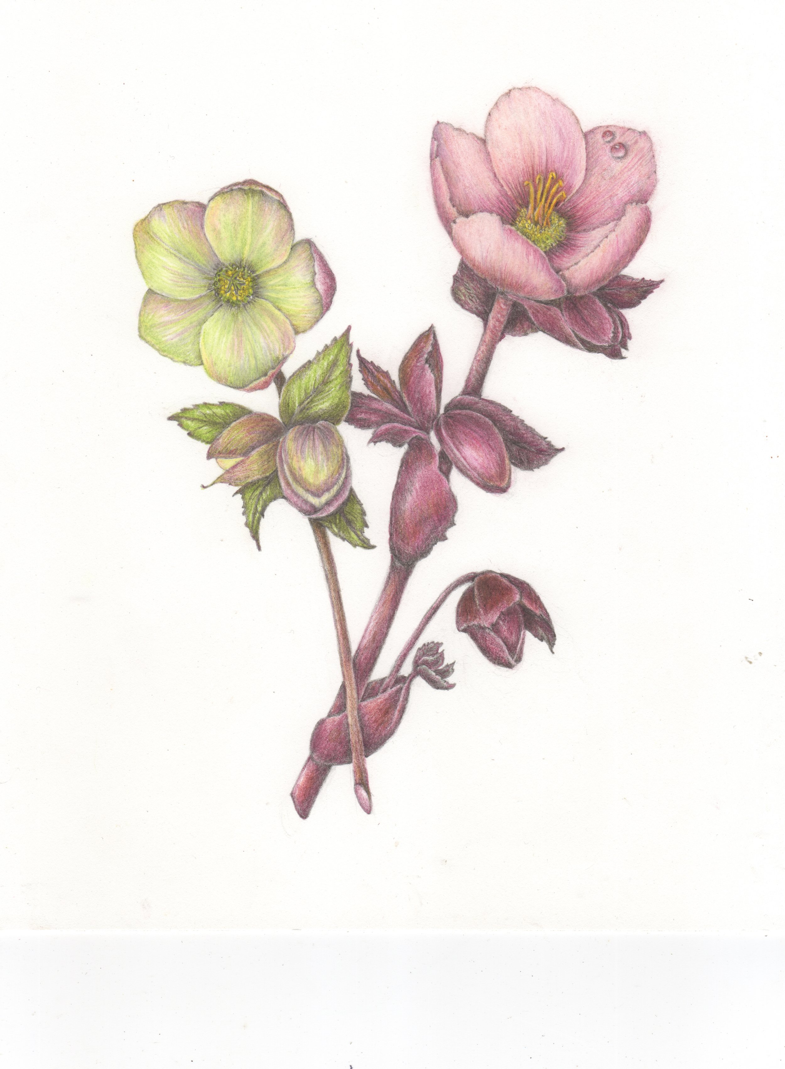 Hellebore 8 mb.jpg