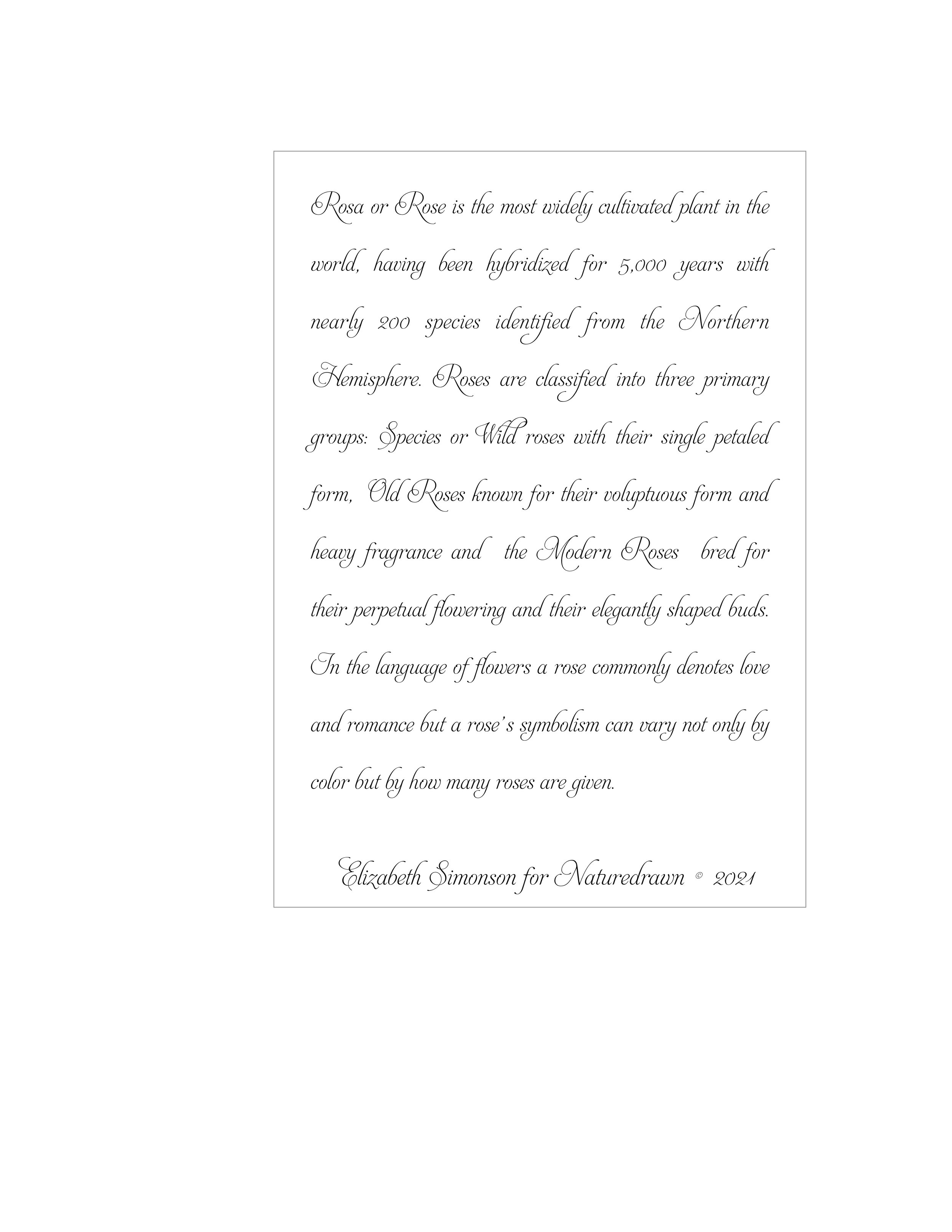 Rose back cover- JPEG.jpg