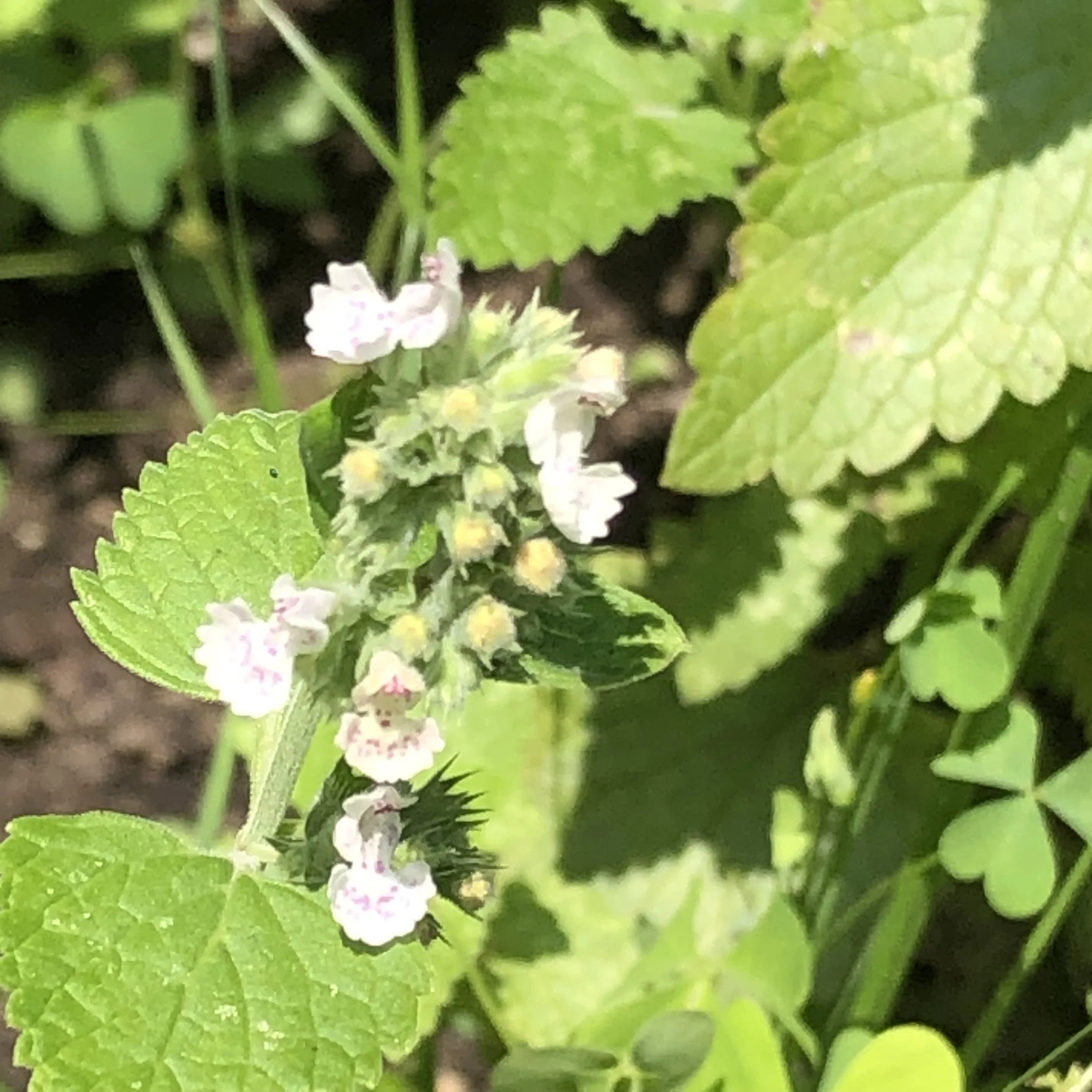 A soothing nervine, catnip. Green elaves and white flowers with red patterns on the petals.