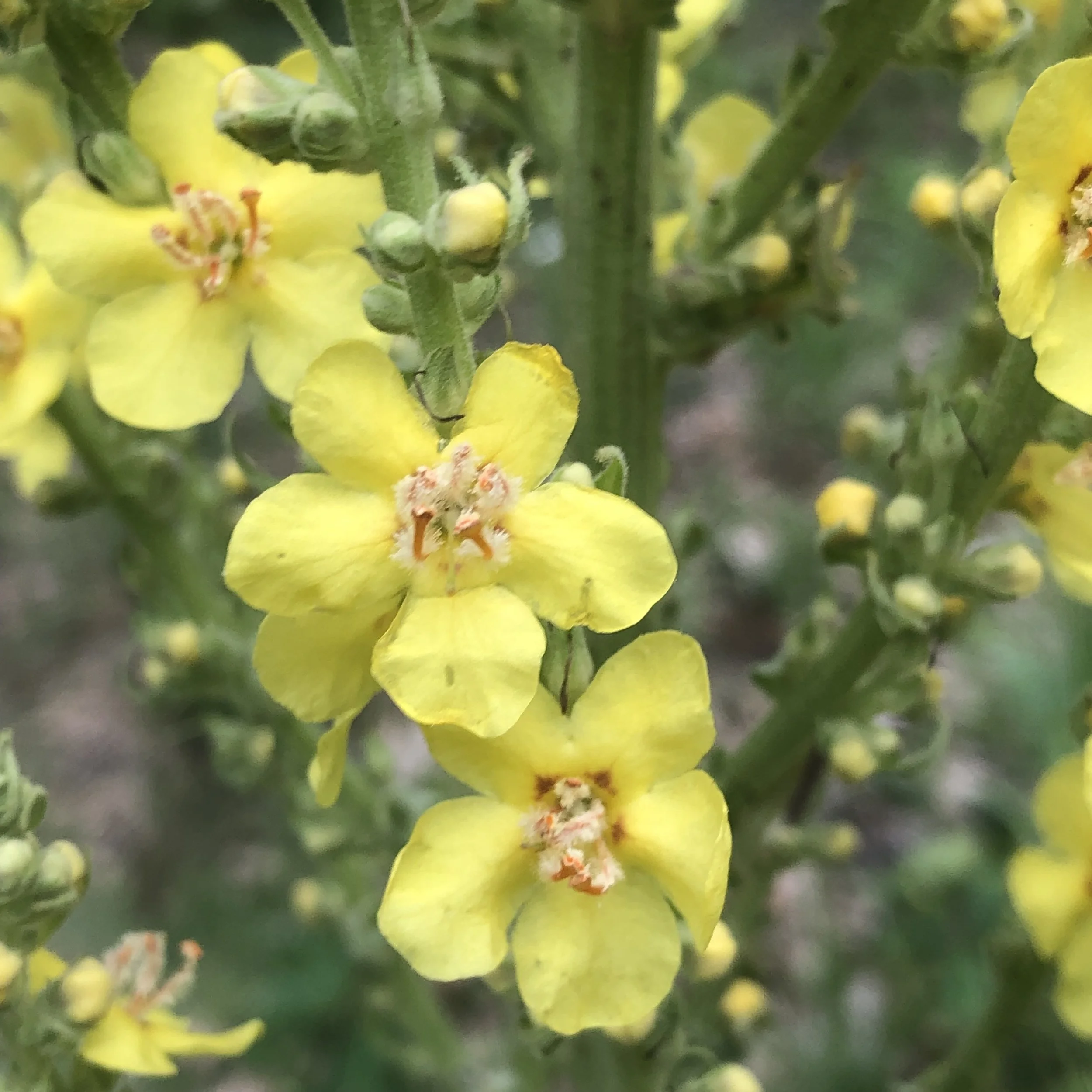 An image of yellow flowers with five petals and orange stamen on green stems.