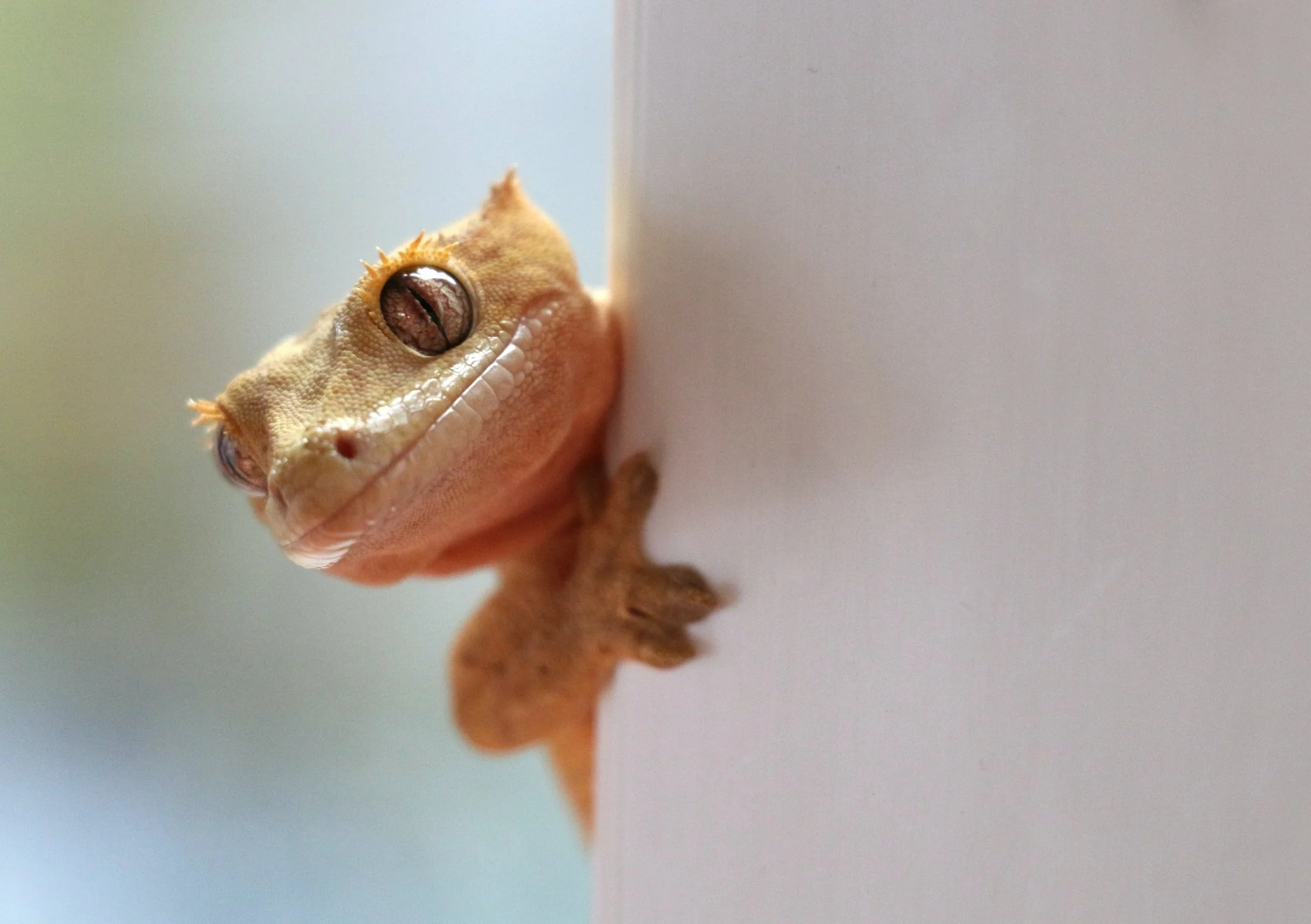 GEICO takes the lead for its mobile user experience