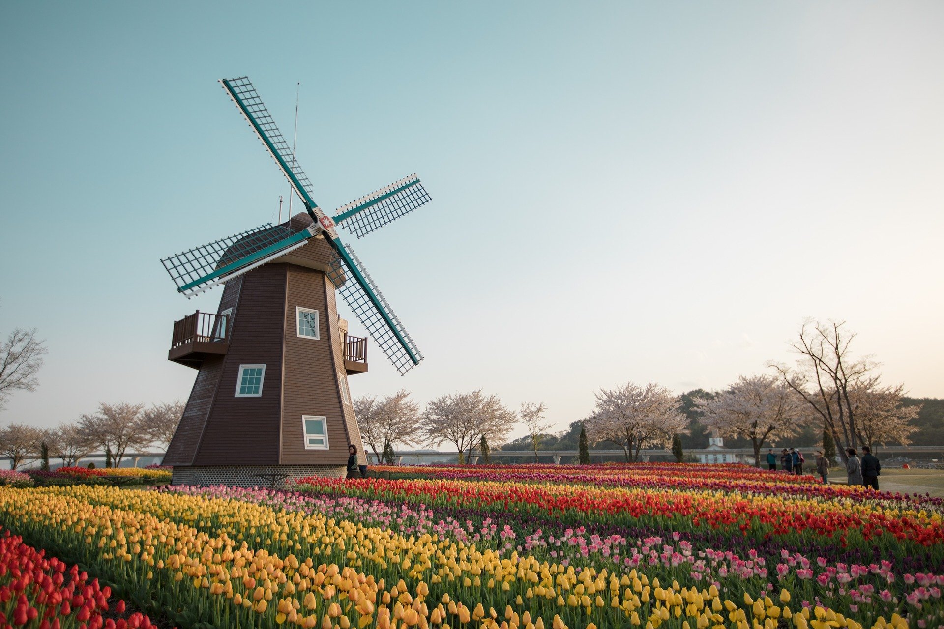 Tulip Time