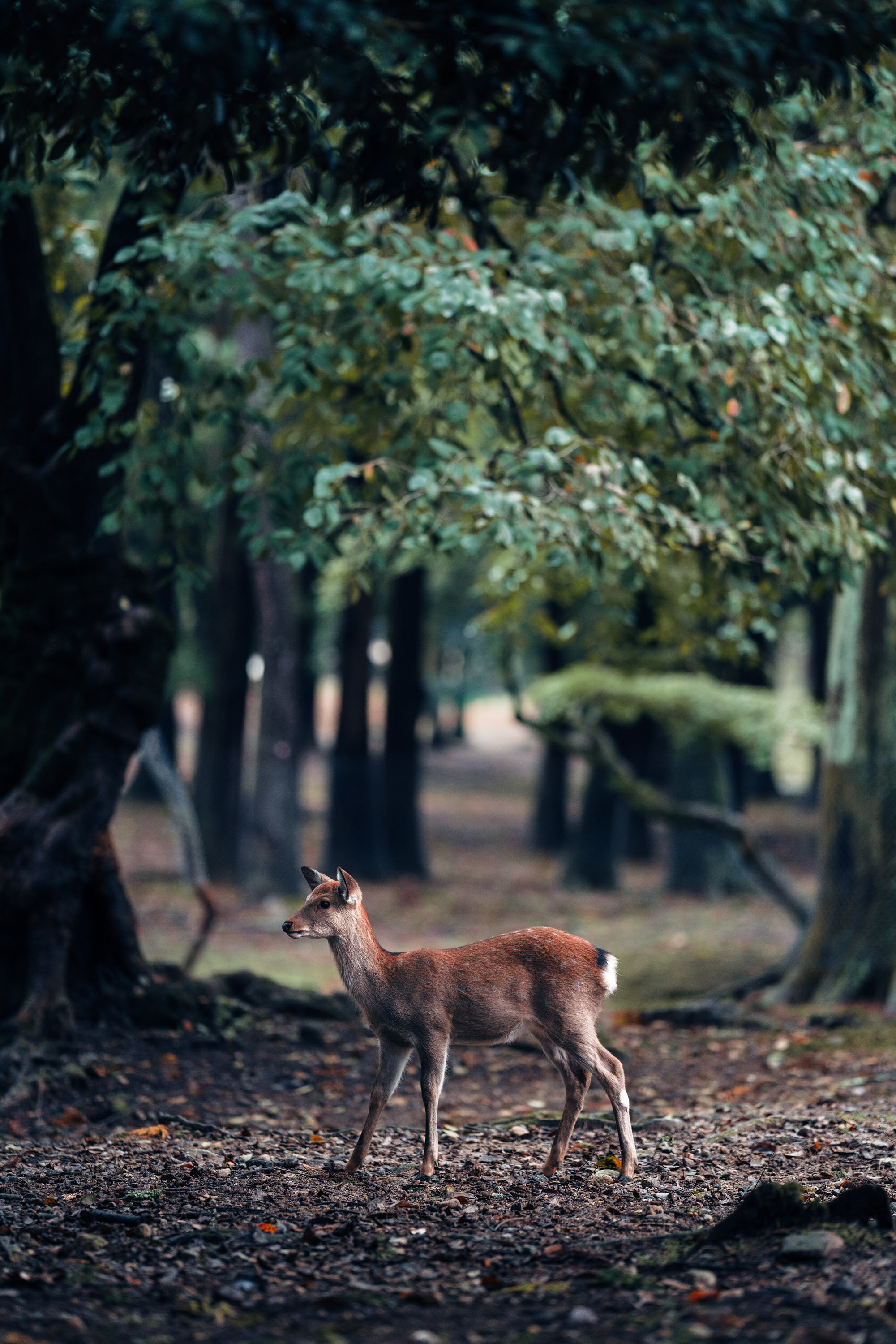 Autumn's Envoy.jpg
