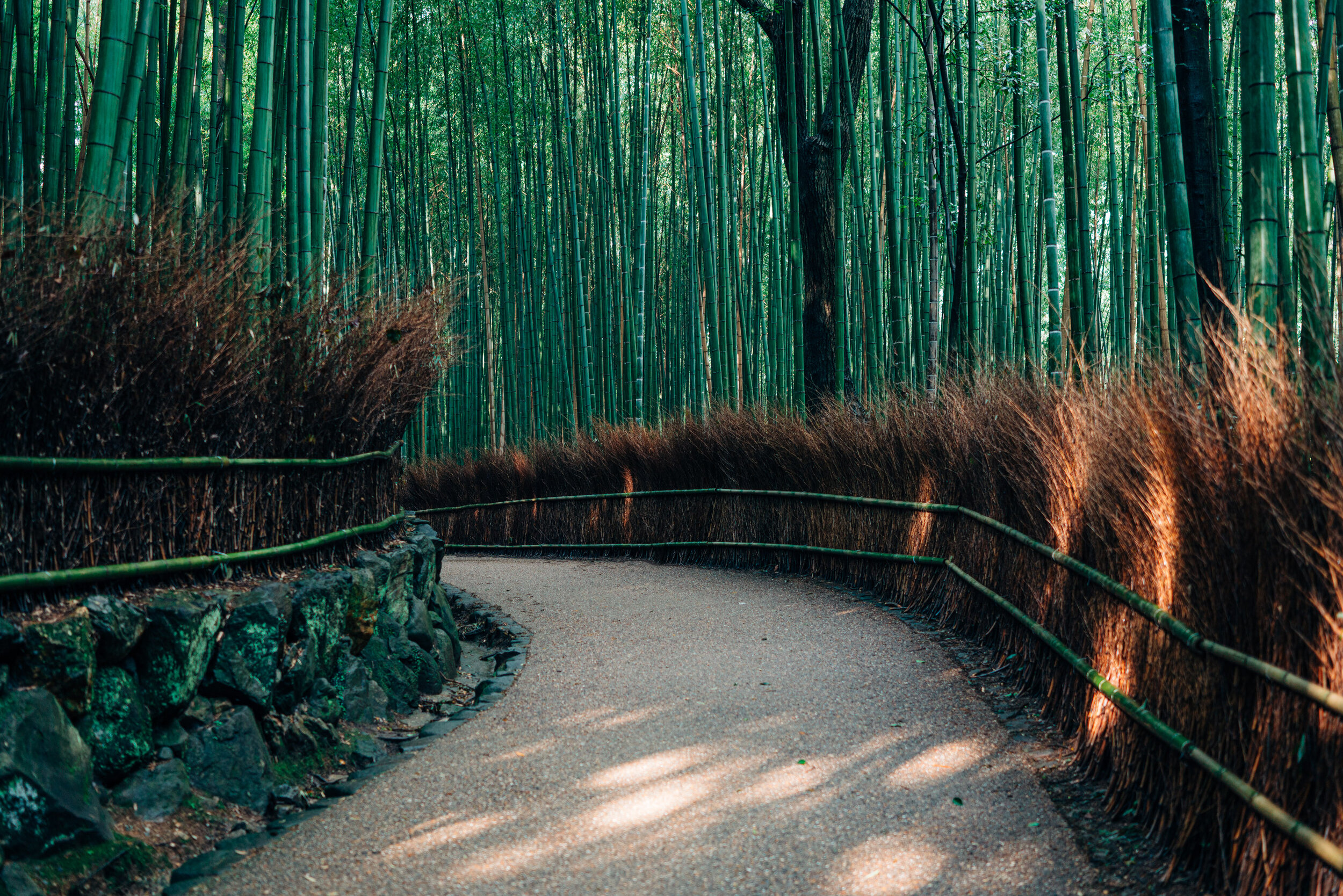 Arashiyama Bamboo Grove.jpg