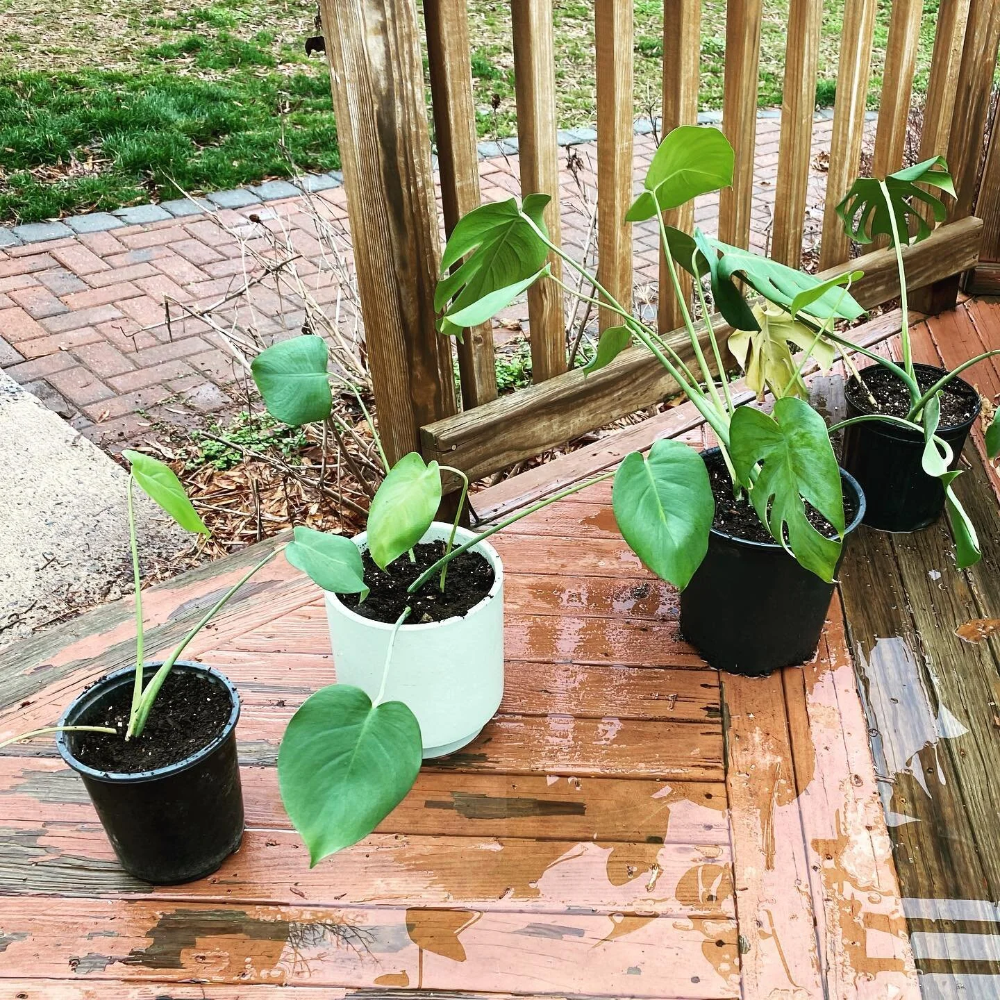 Monstera, anyone? I got extras. And pothos out the wazoo. 😬🪴👊