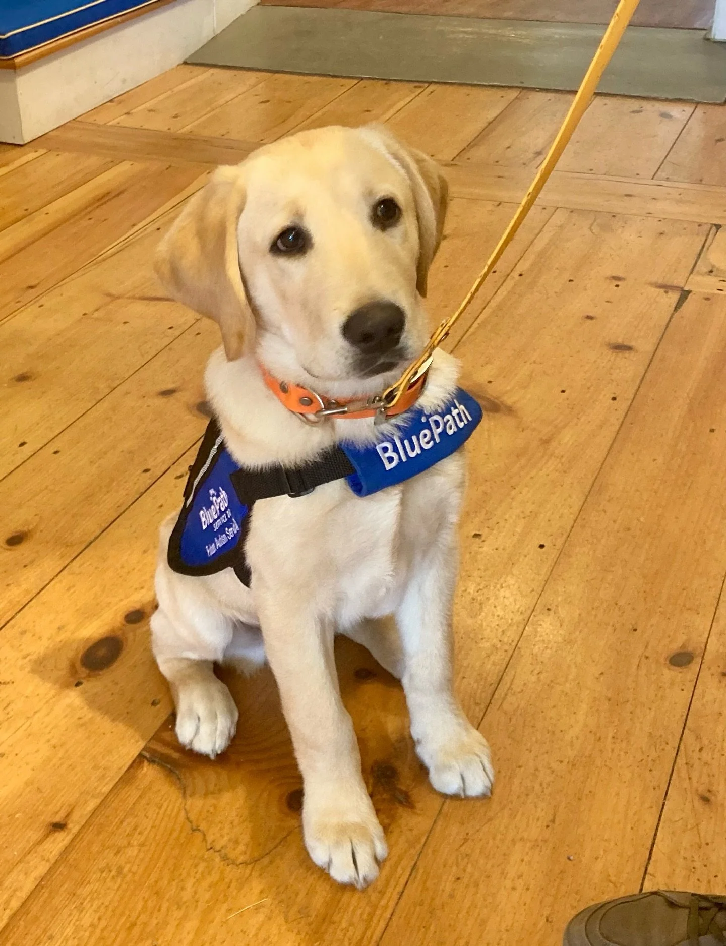 We have a very adorable guest in the shop today! Solomon is a 14-week old Blue Path service dog in-training and he's here to begin learning how to interact in public.  After he completes two years of training he will be able to provide lifelong compa