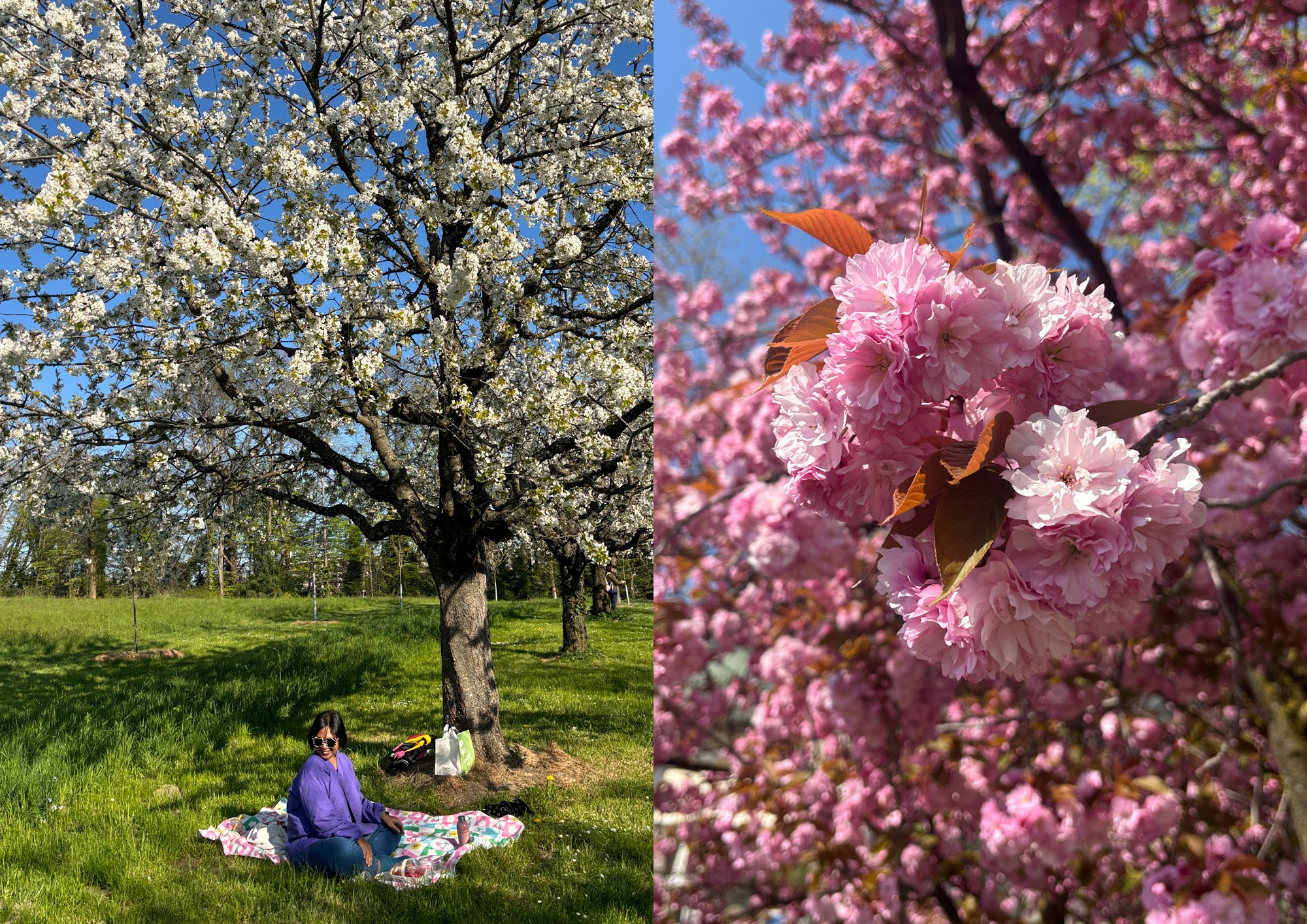 The-World-Behind-It-spring.jpg