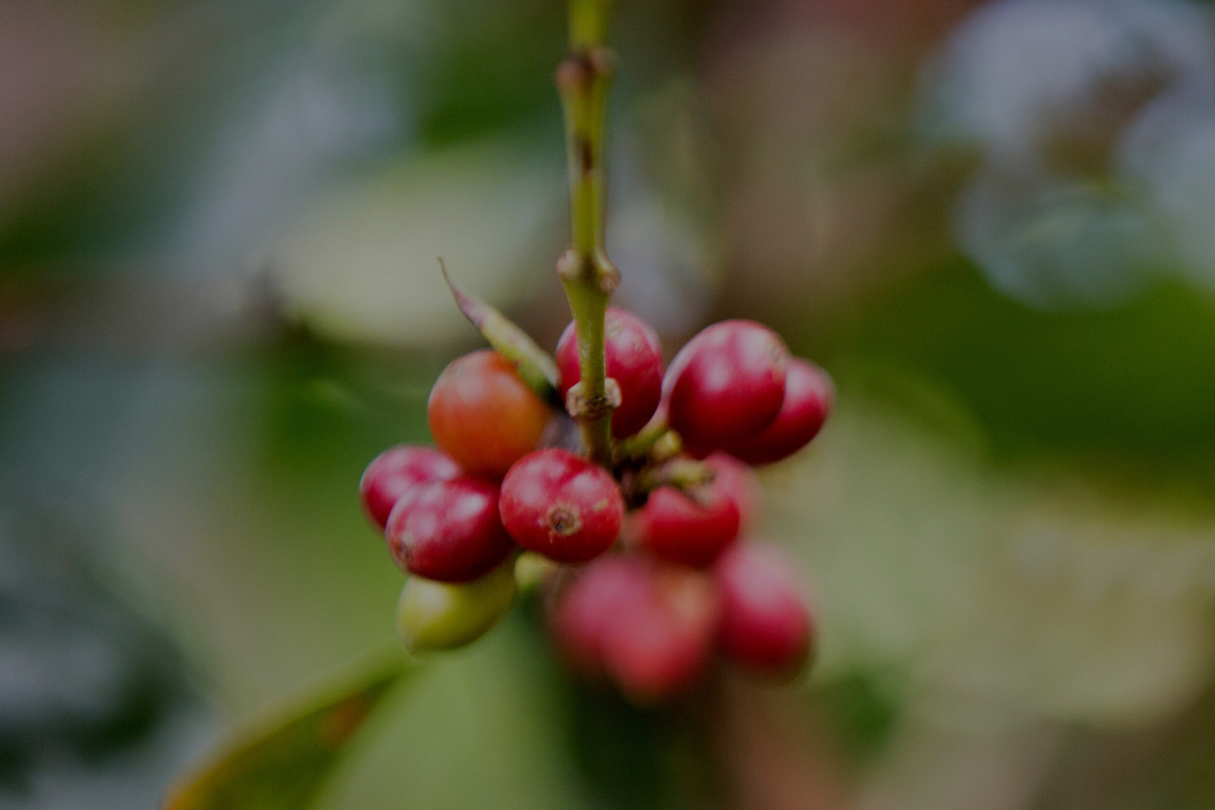 coffee_plant_closeup_overlay_new.jpg