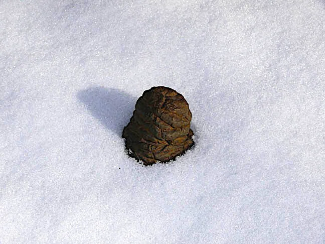 Deer Poop in Bronze (2007)