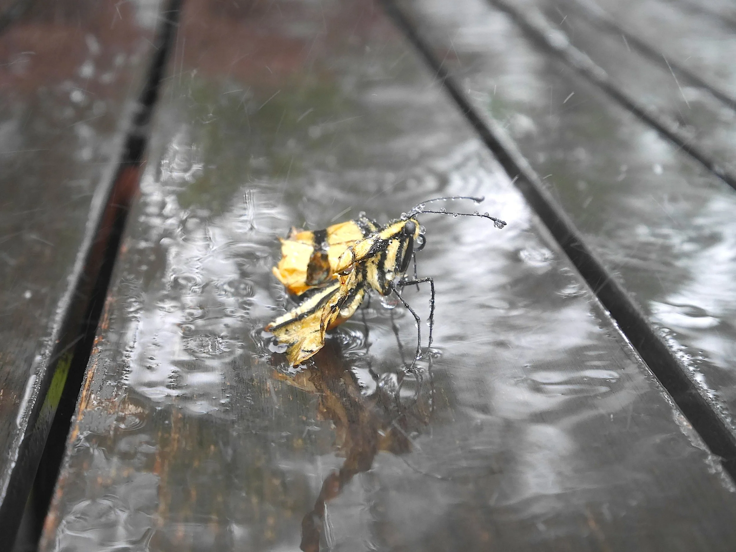 Madam Eroshenko in the rain2.JPG