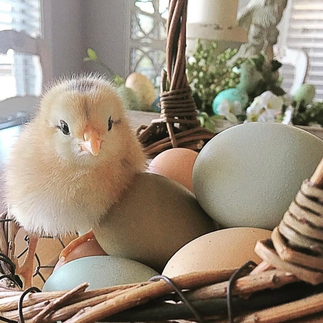 It&rsquo;s chick days at our local farm &amp; feed store. 🐥💛🐥Do you think Jason will notice the extra 15 chickies in our flock? 😆  #chickdays #tractorsupply #farmily #spring #babyanimals #fresheggs #freebreakfast #chickens #chickensofinstagram #h