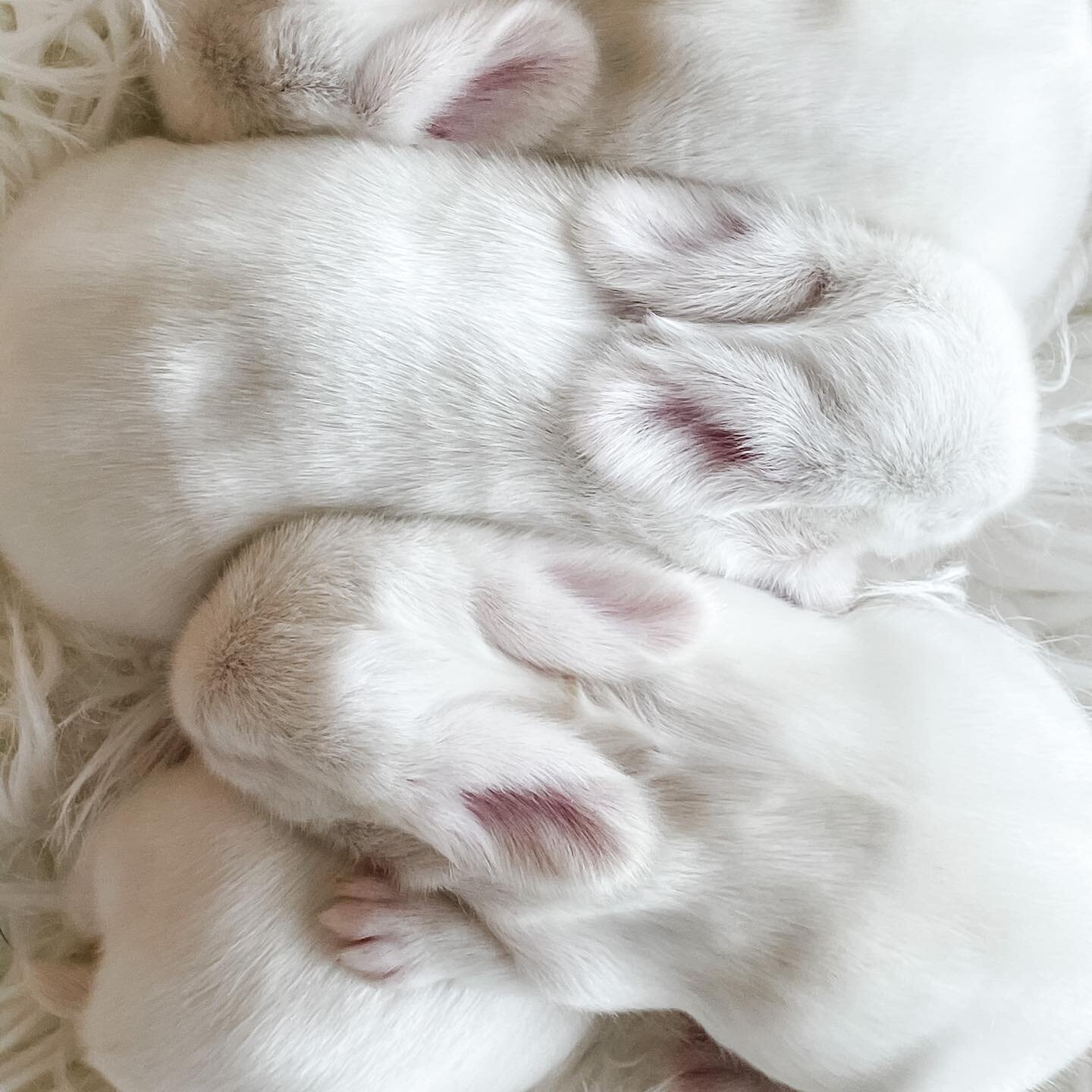 Looks like a great day for a snuggle!  The baby buns are growing up so fast.  Just look at those tiny ears. 🐰🤍🐰 #babybunnies #cute #babyanimals #hollandlop#rabbitsofinstagram #rabbit #floppyears #farmgirl #hobbyfarm