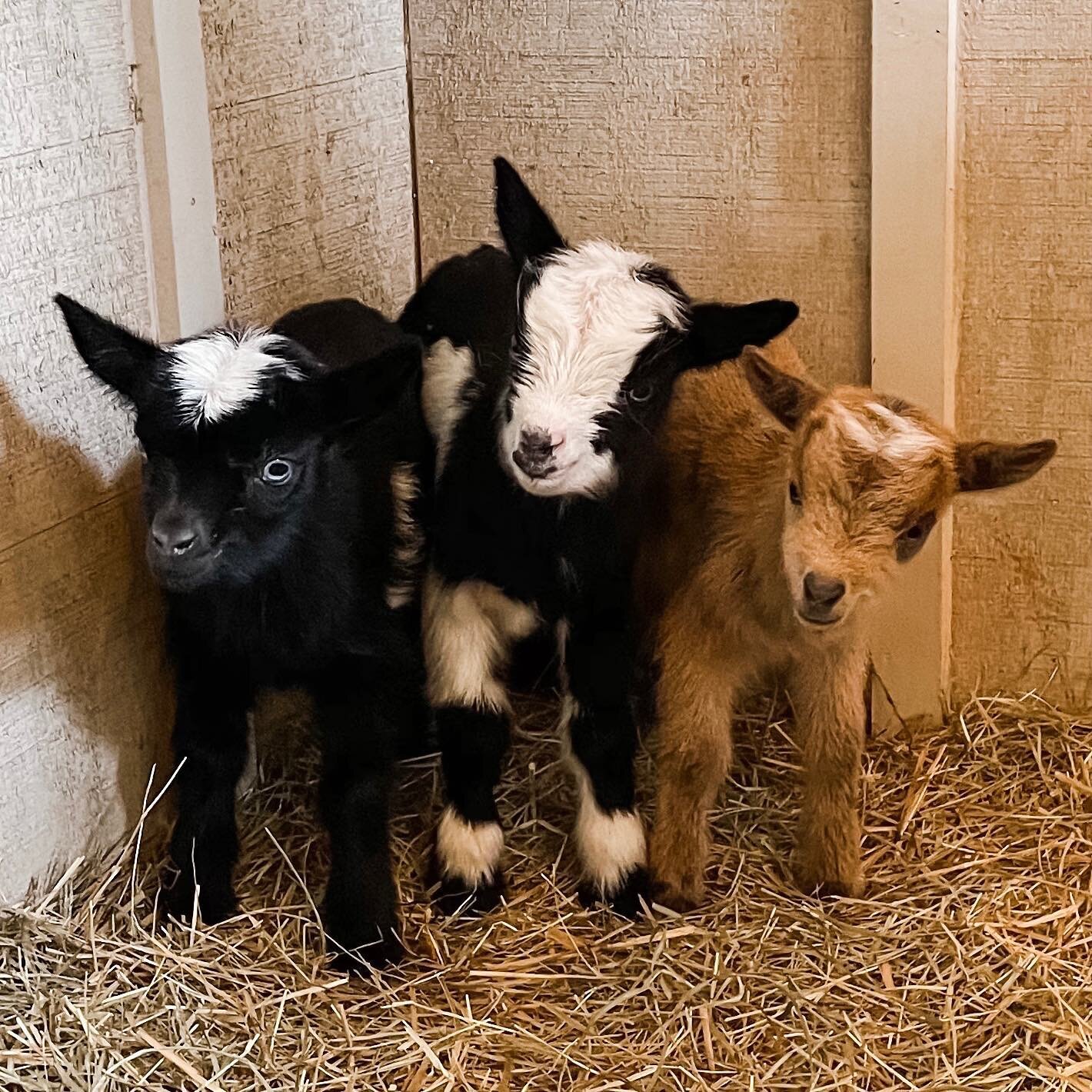Kidding Season 2021 has begun! Bella, our herd Queen, delivered 3 beautiful kiddos last night.  2 girls/1 boy. It was also our first breach birth. Mom and babies are doing great.

#kiddingseason #babygoats #babyanimals #nigeriandwarfgoats #cute #goat