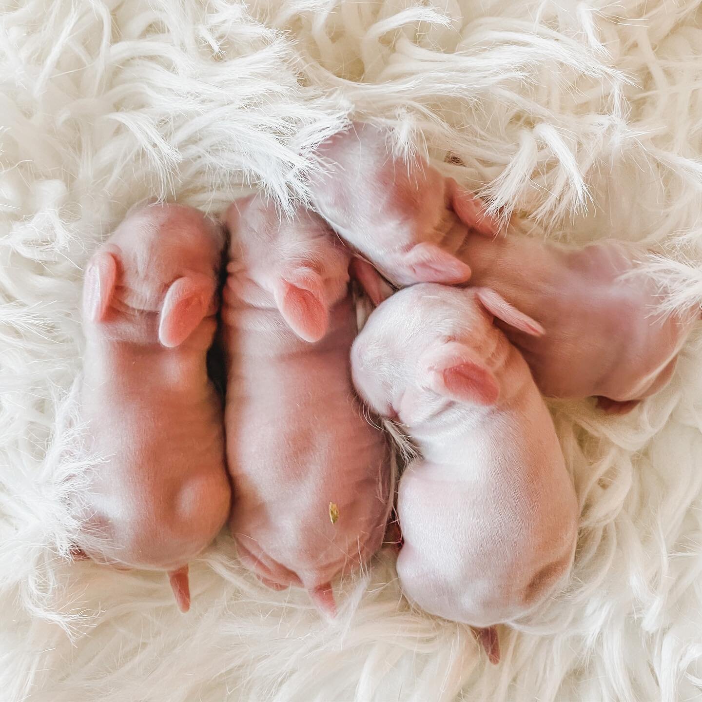 Baby bunnies! 🐰🐰🐰🐰

#babyrabbits #hollandlop #hollandlopsofinstagram #babyanimals #newborn #hobbyfarm