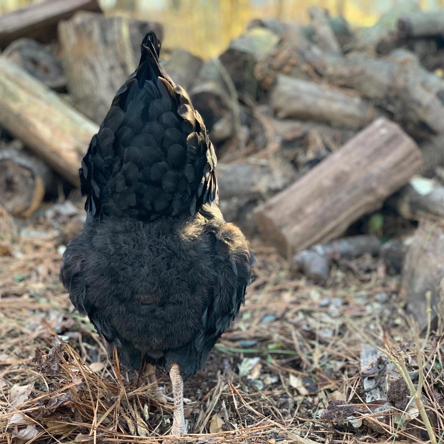 Happy #fluffybuttfriday 🐓 Looking forward to my girls laying eggs again.  Feathers are finally starting to fill in and their winter &lsquo;rest&rsquo; is almost over. 🥚 🍳 🥚

#backyardchickens #chickens #chickensofinstagram #lifeouthere #hobbyfarm